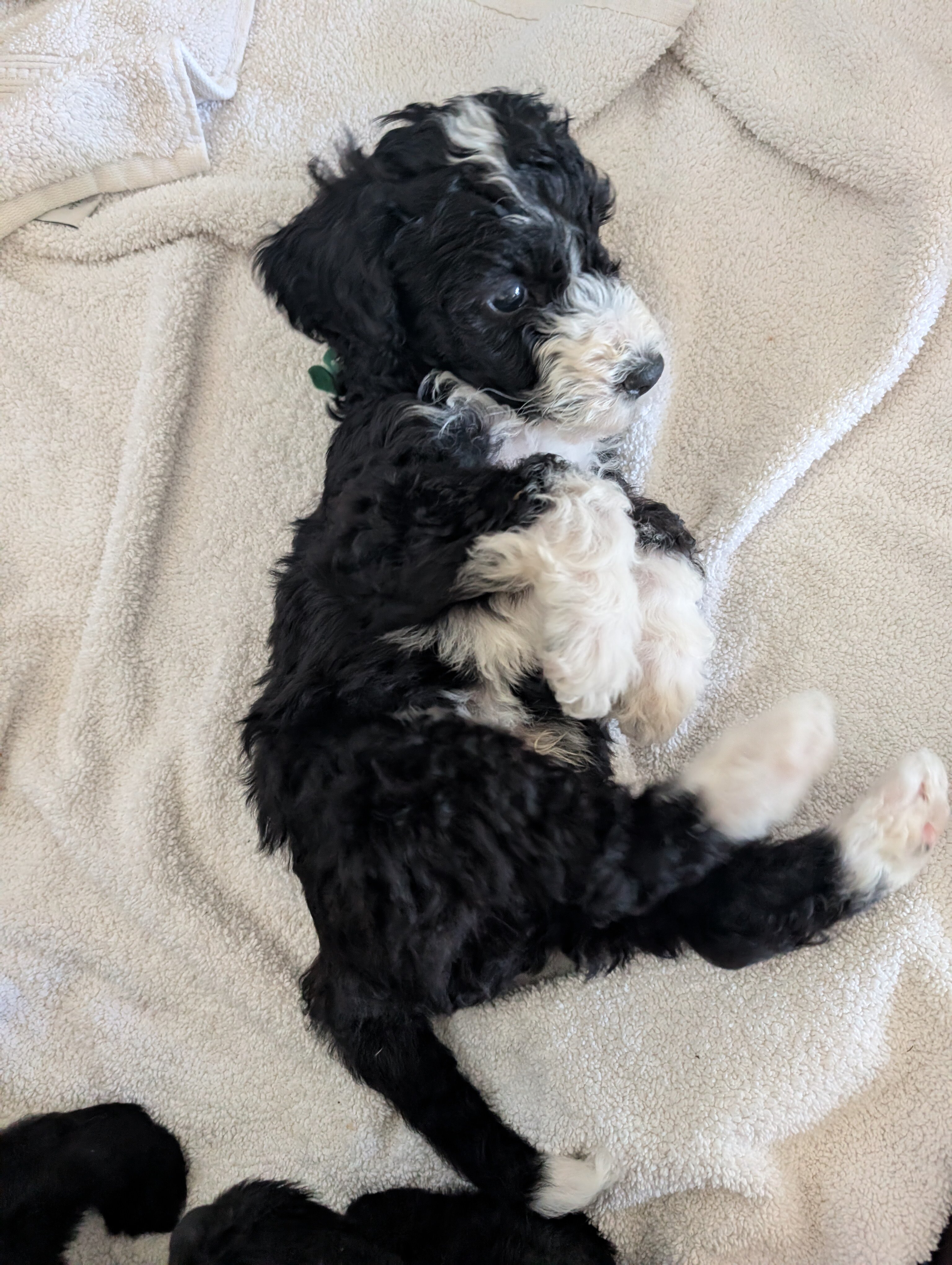Bernedoodle puppies image 7