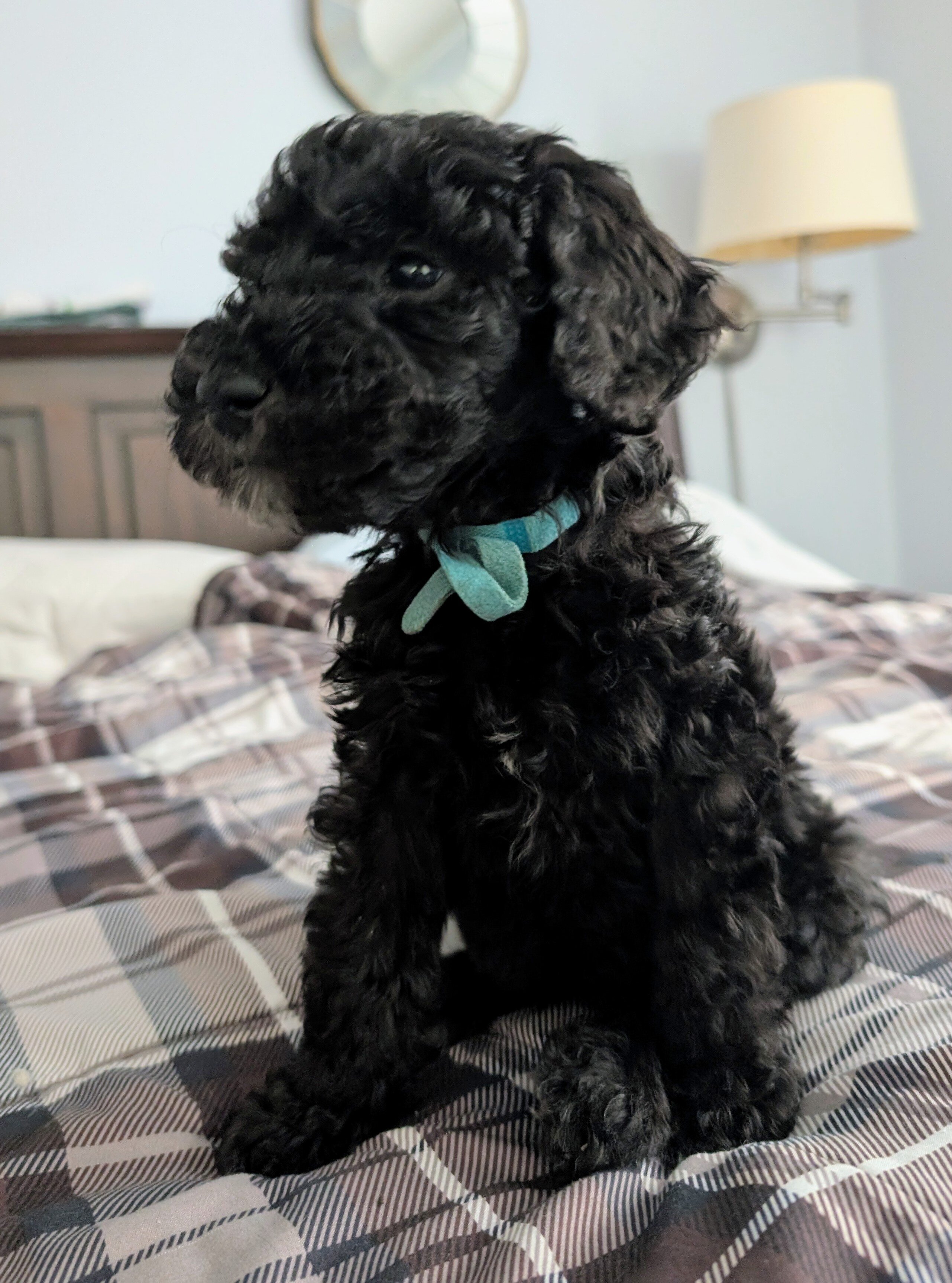 Bernedoodle puppies image 4