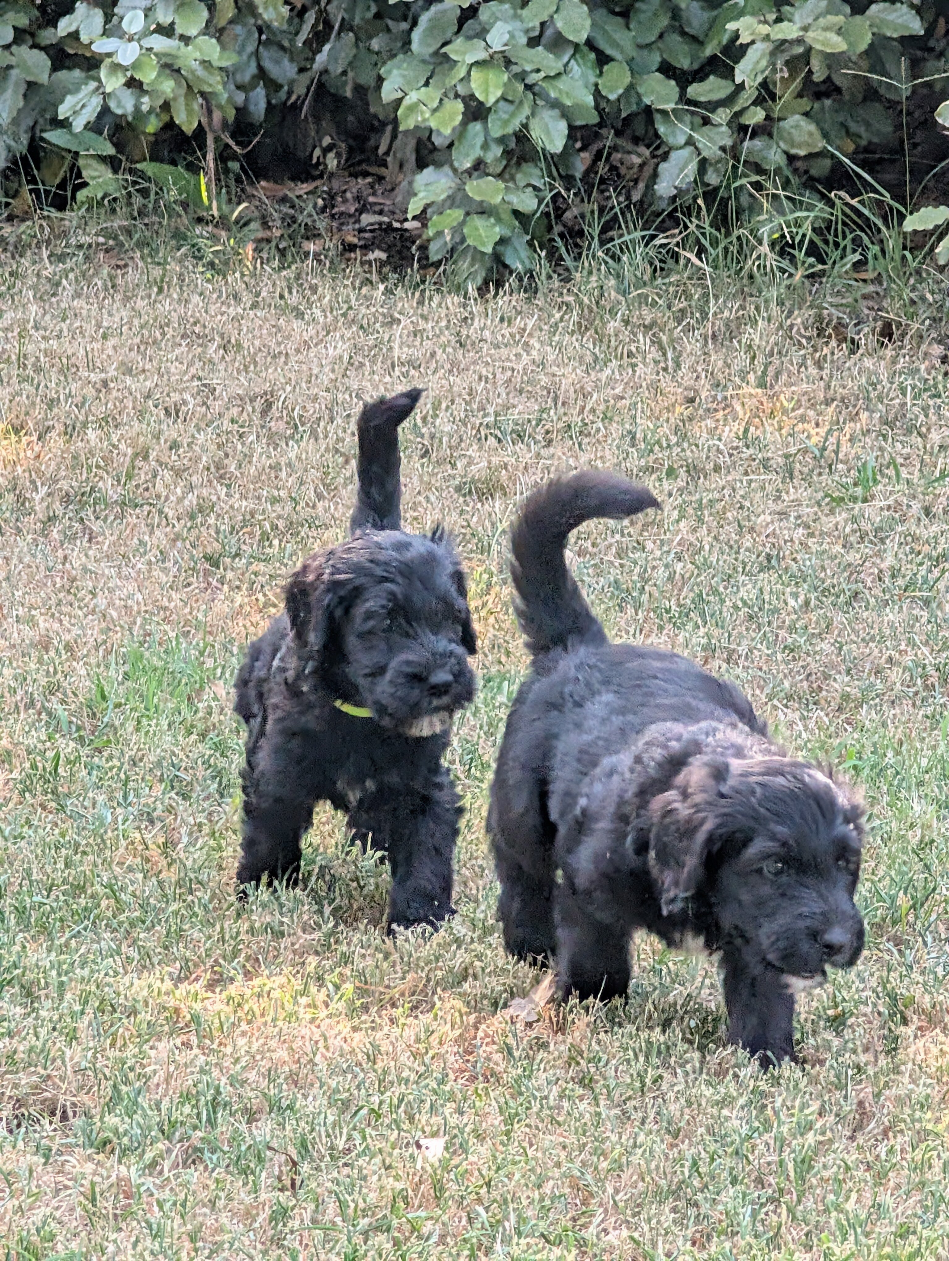 Bernedoodle puppies image 3
