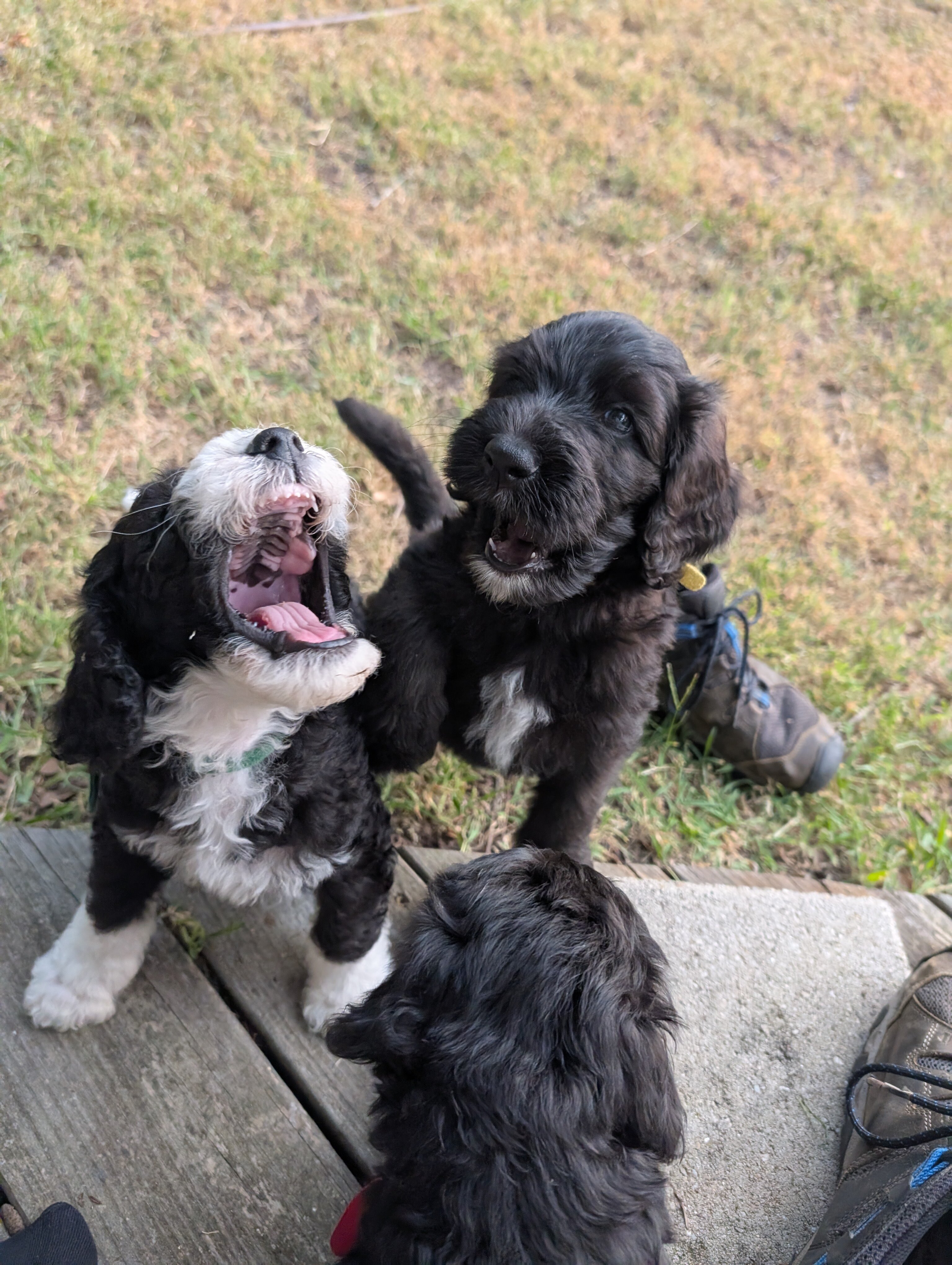 Bernedoodle puppies image 8