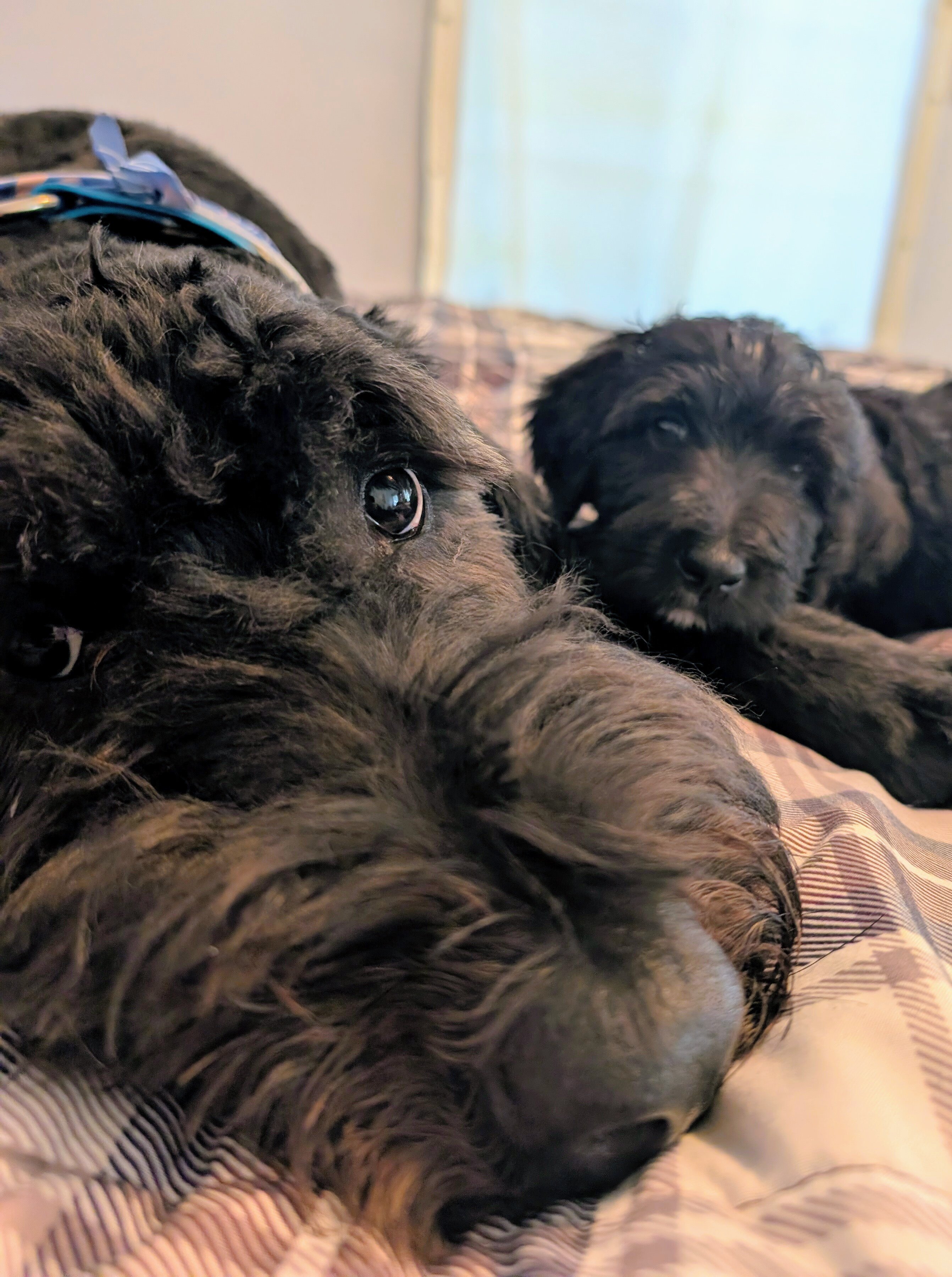 Bernedoodle puppies image 6