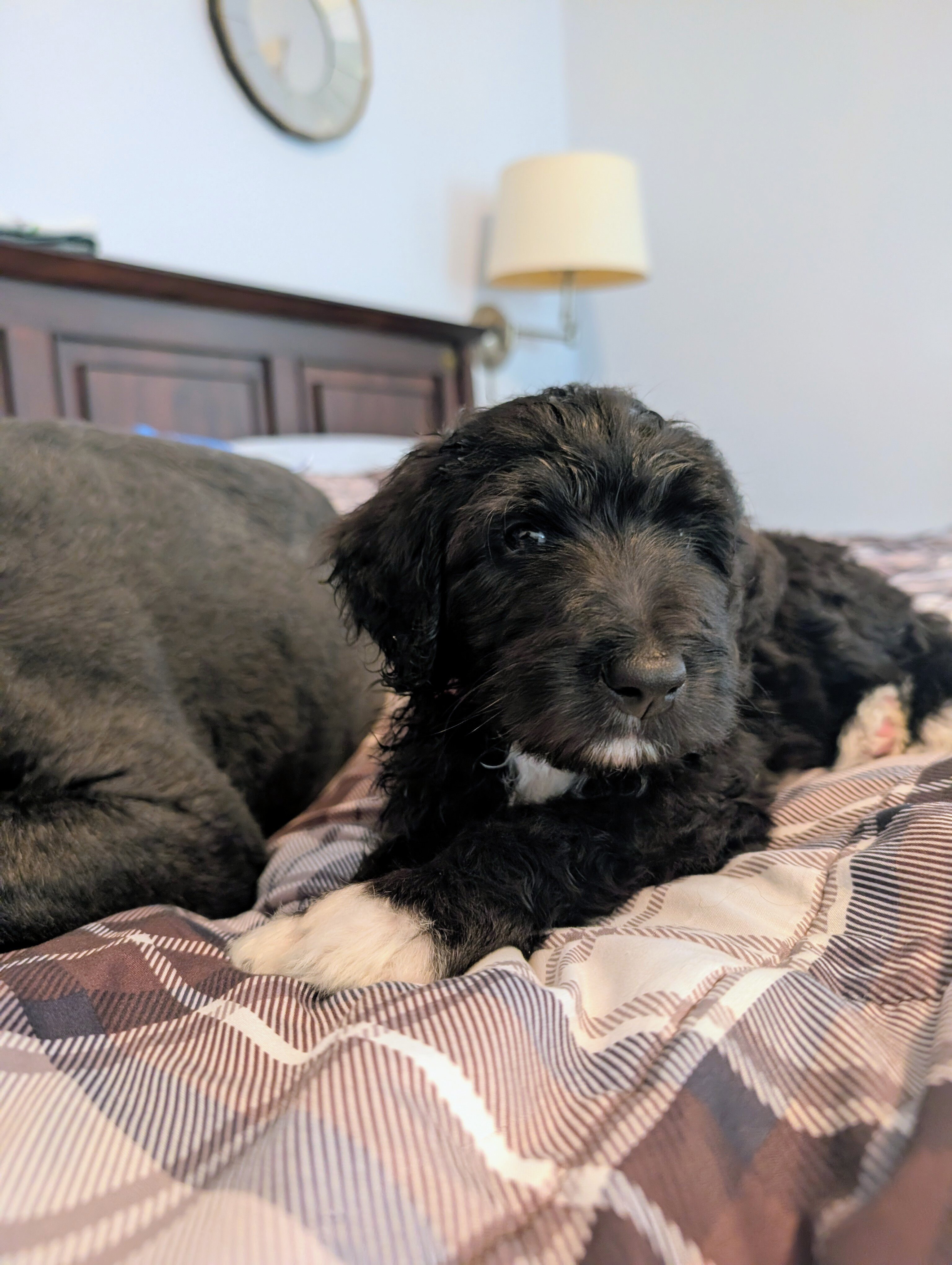 Bernedoodle puppies image 1