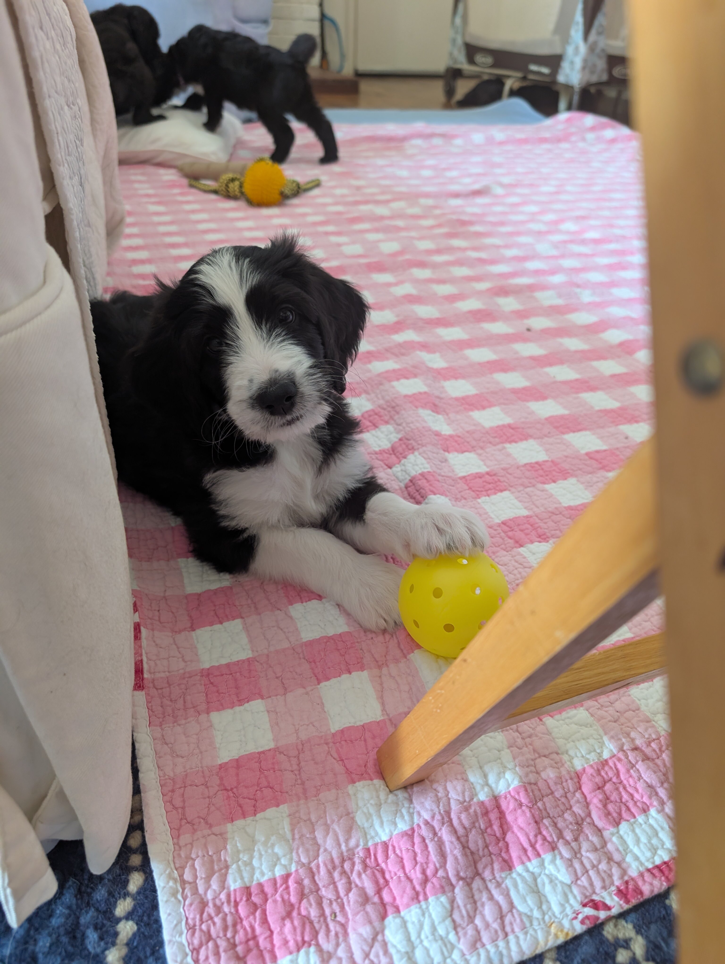 Bernedoodle puppies image 2