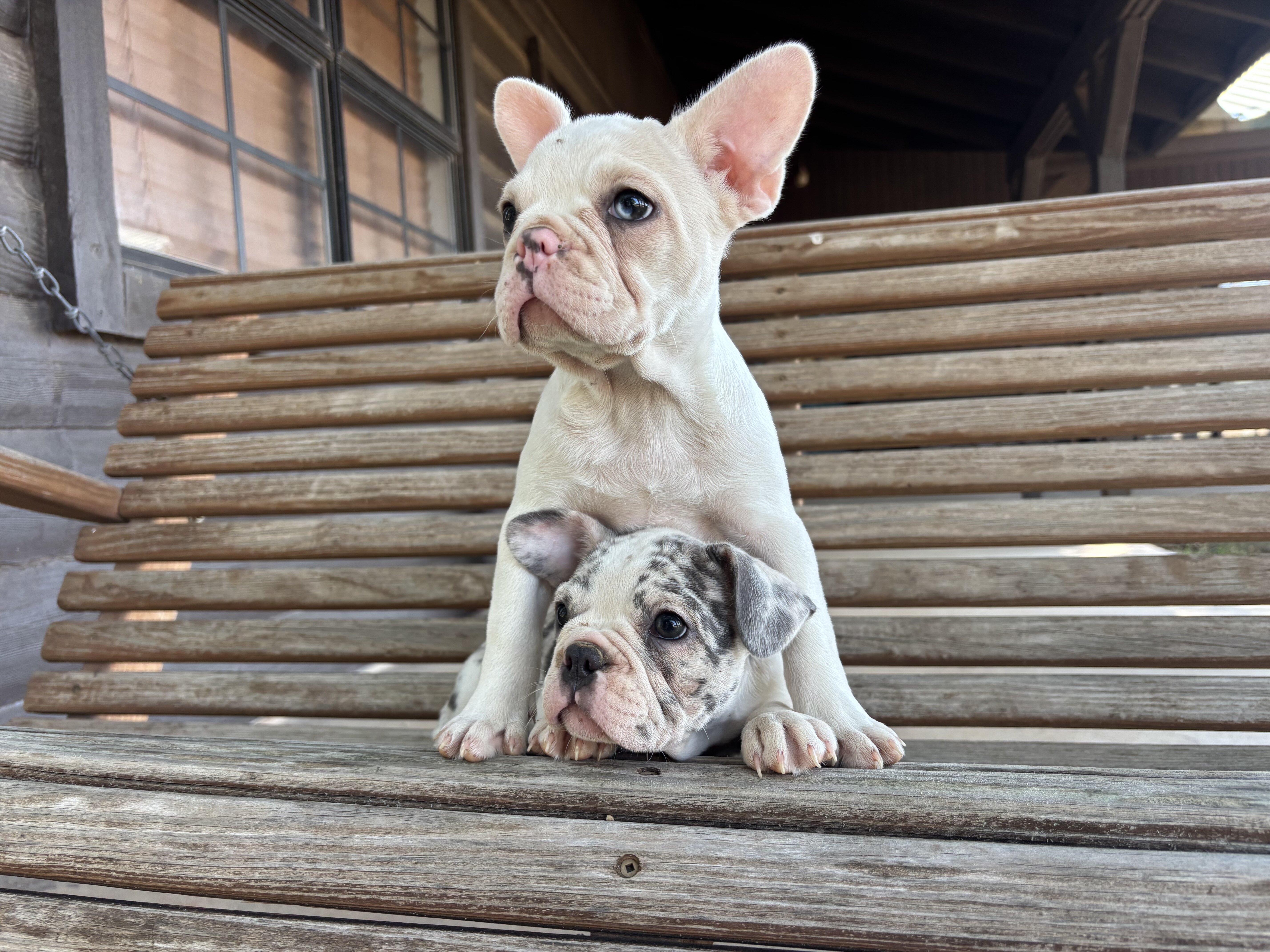 French Bulldog image 4