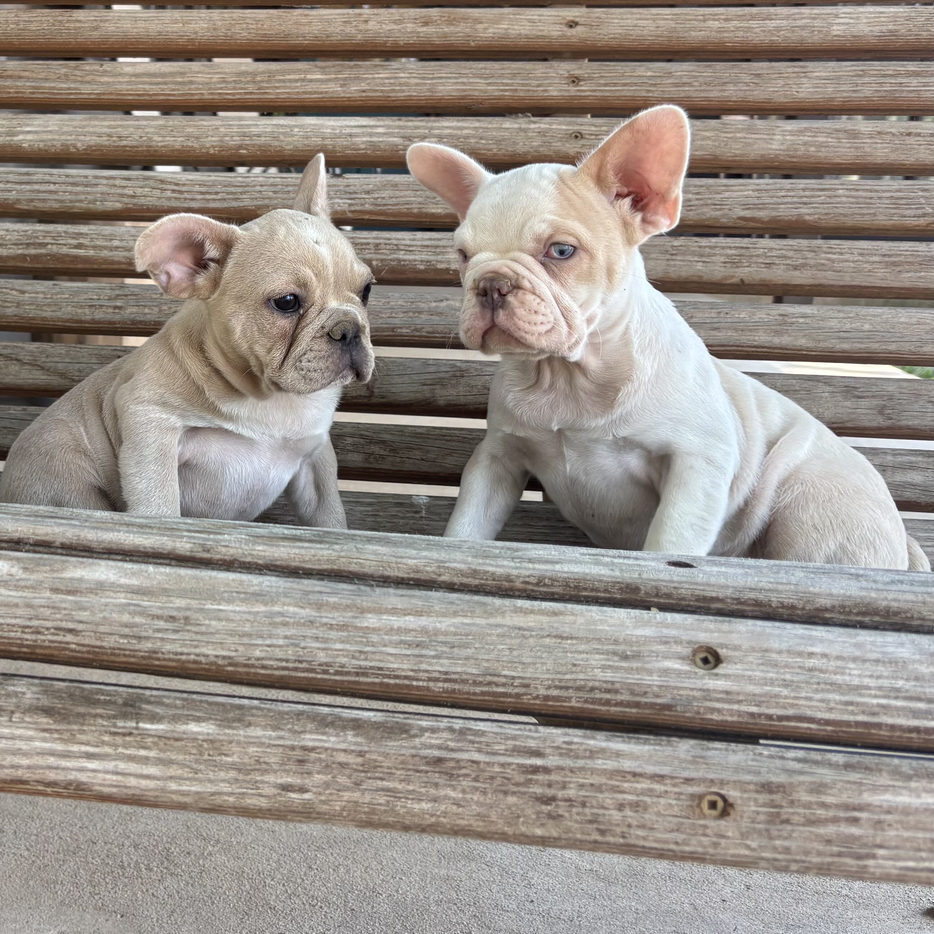 French Bulldog image 2