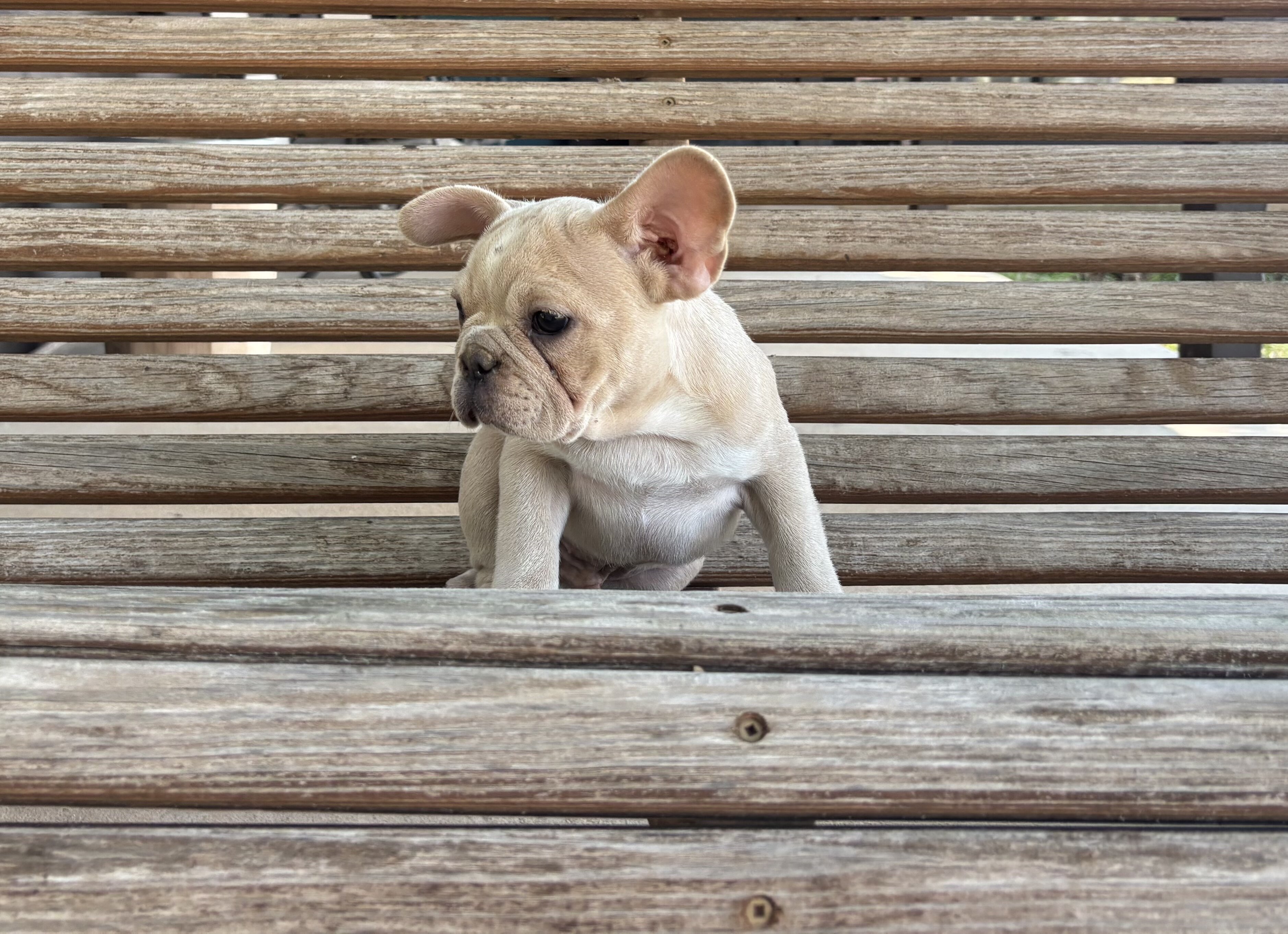 French Bulldog image 3