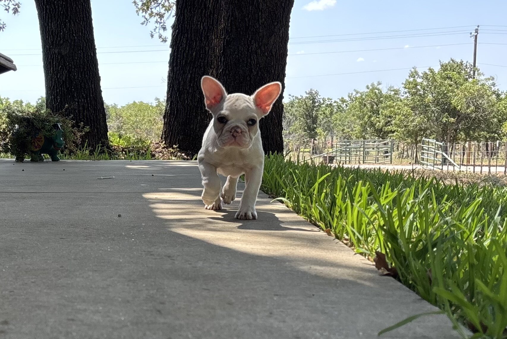 French Bulldog image 1