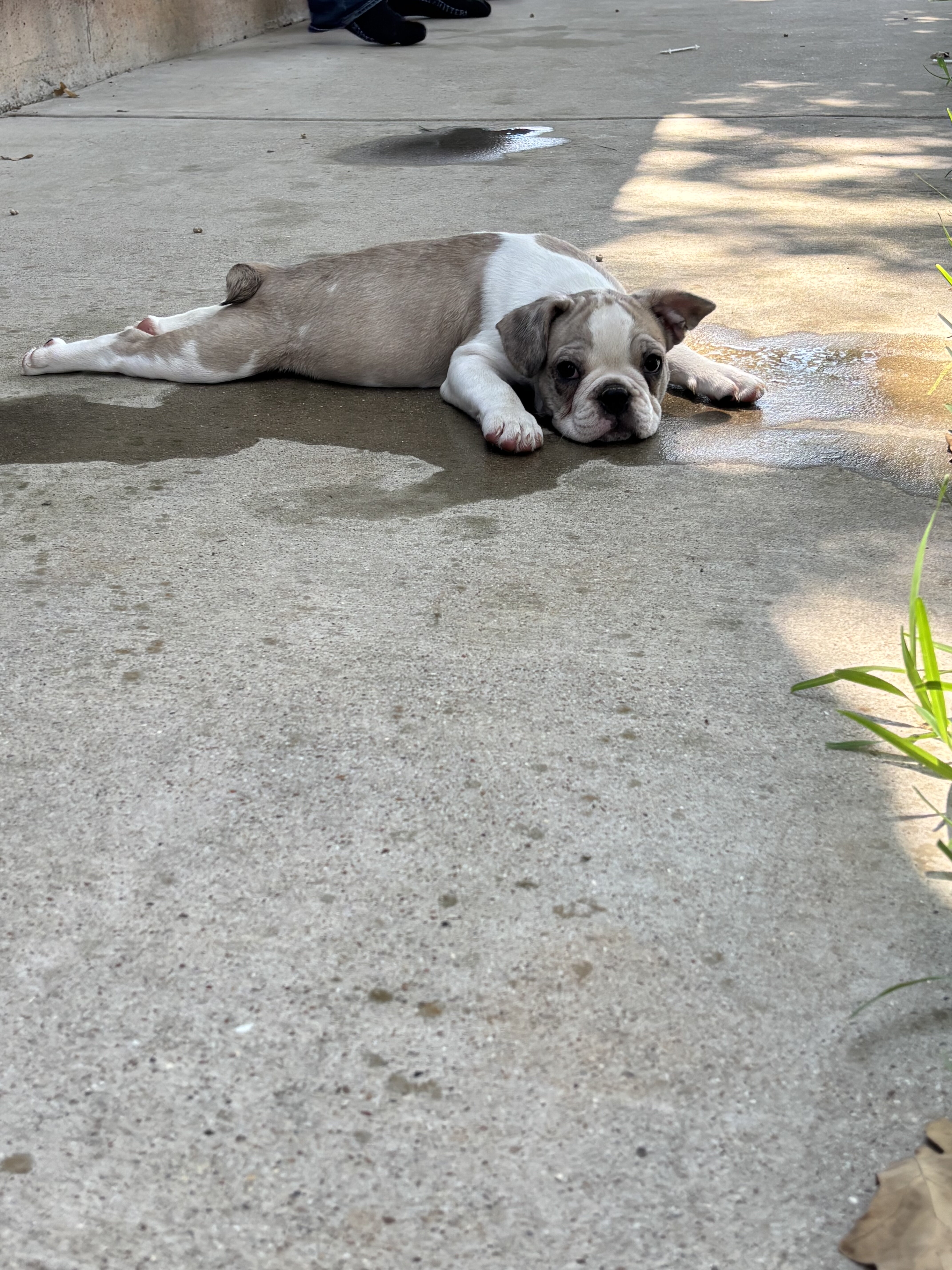 French Bulldog image 5