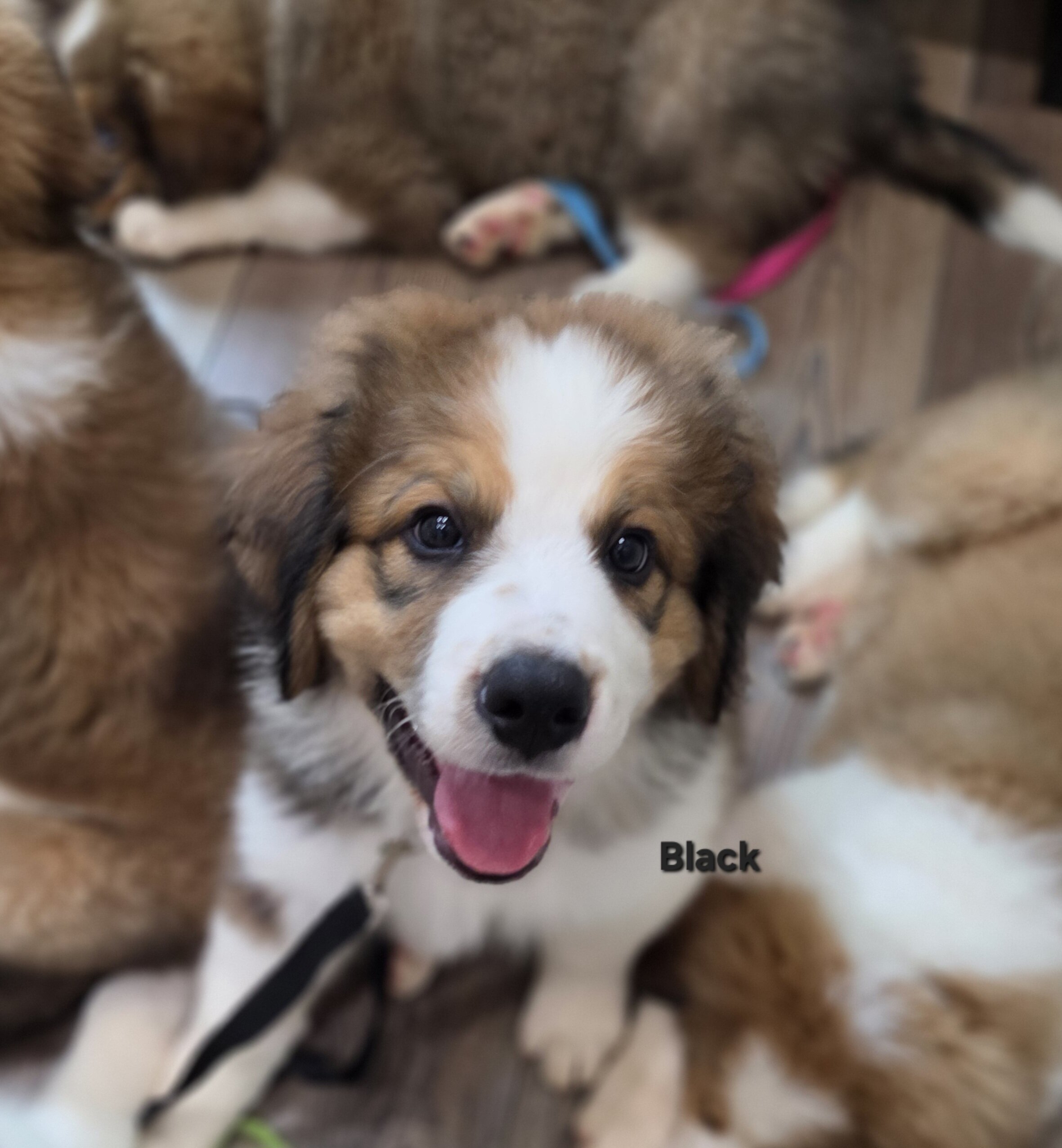 Great bernese puppies image 10