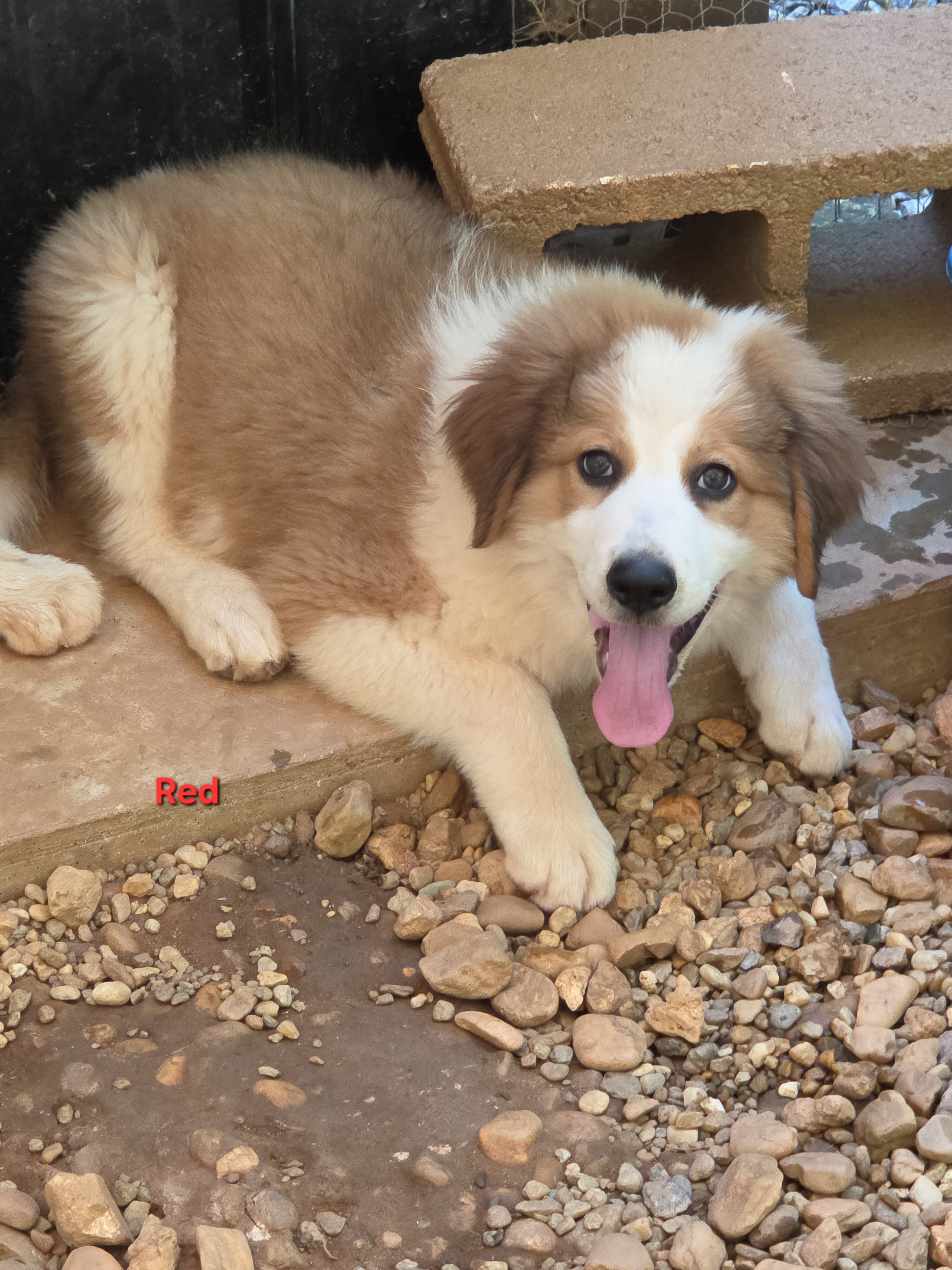 Great bernese puppies image 9