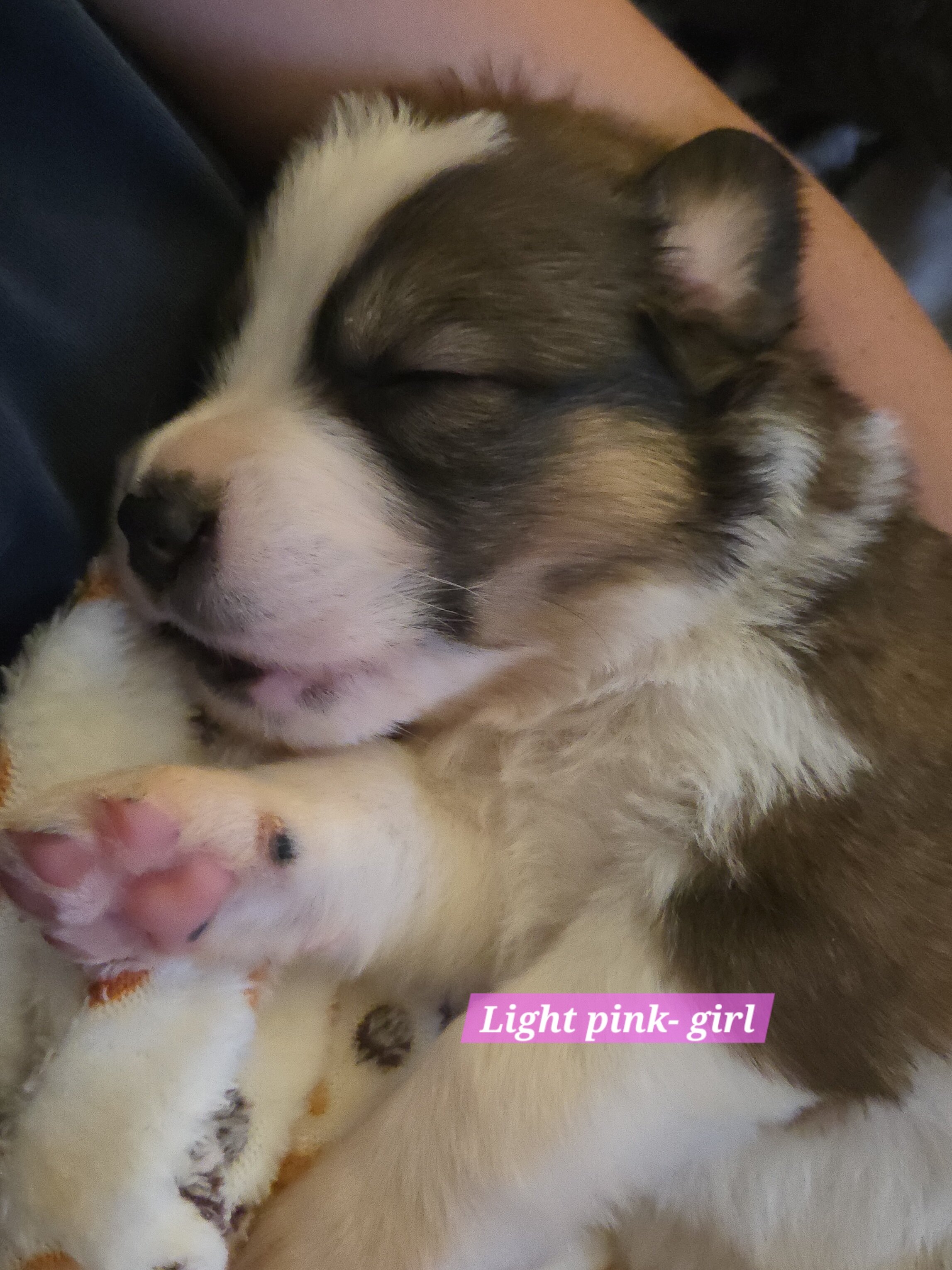 Great bernese puppies image 3
