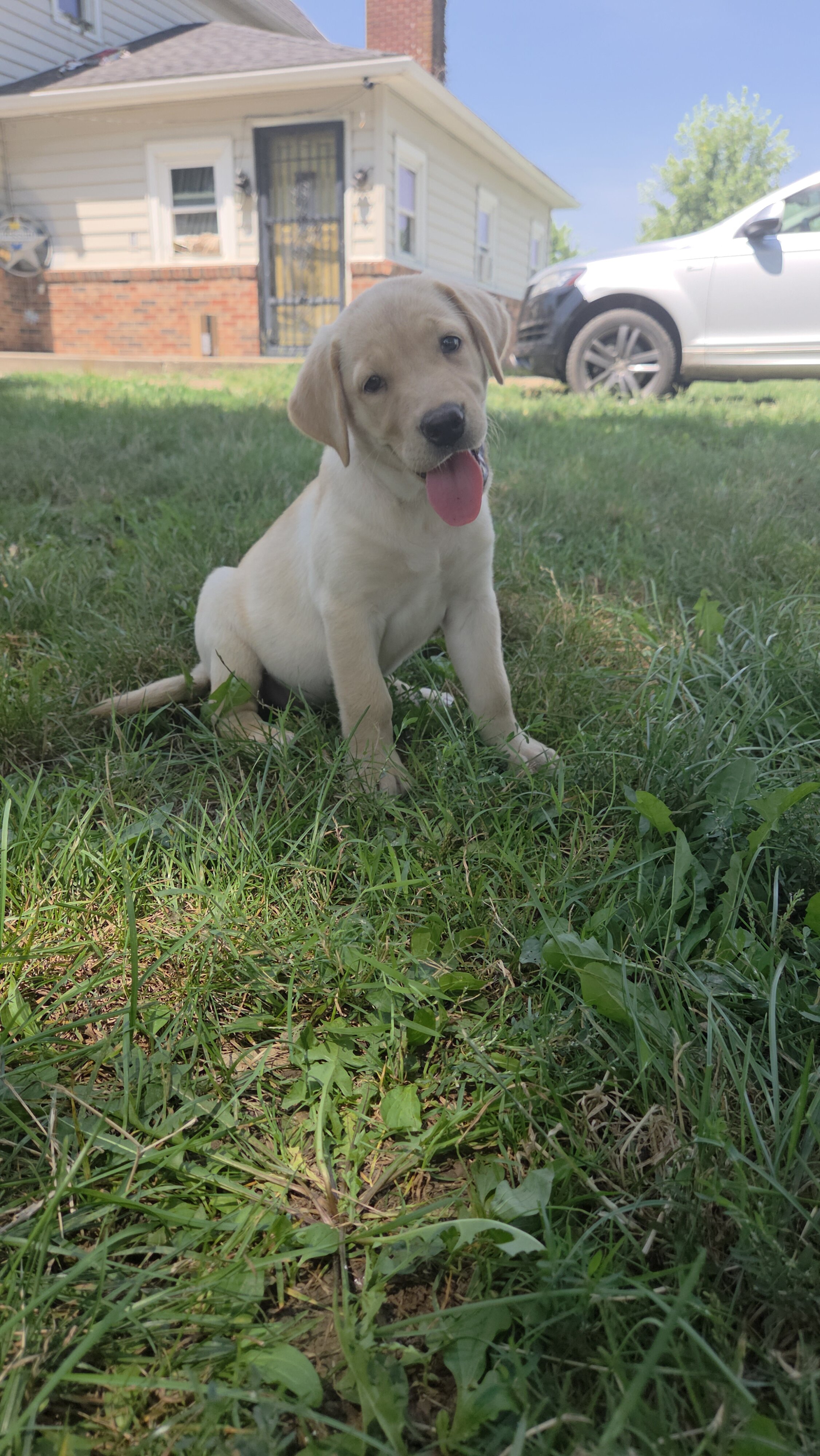 Akc yellow labs image 2