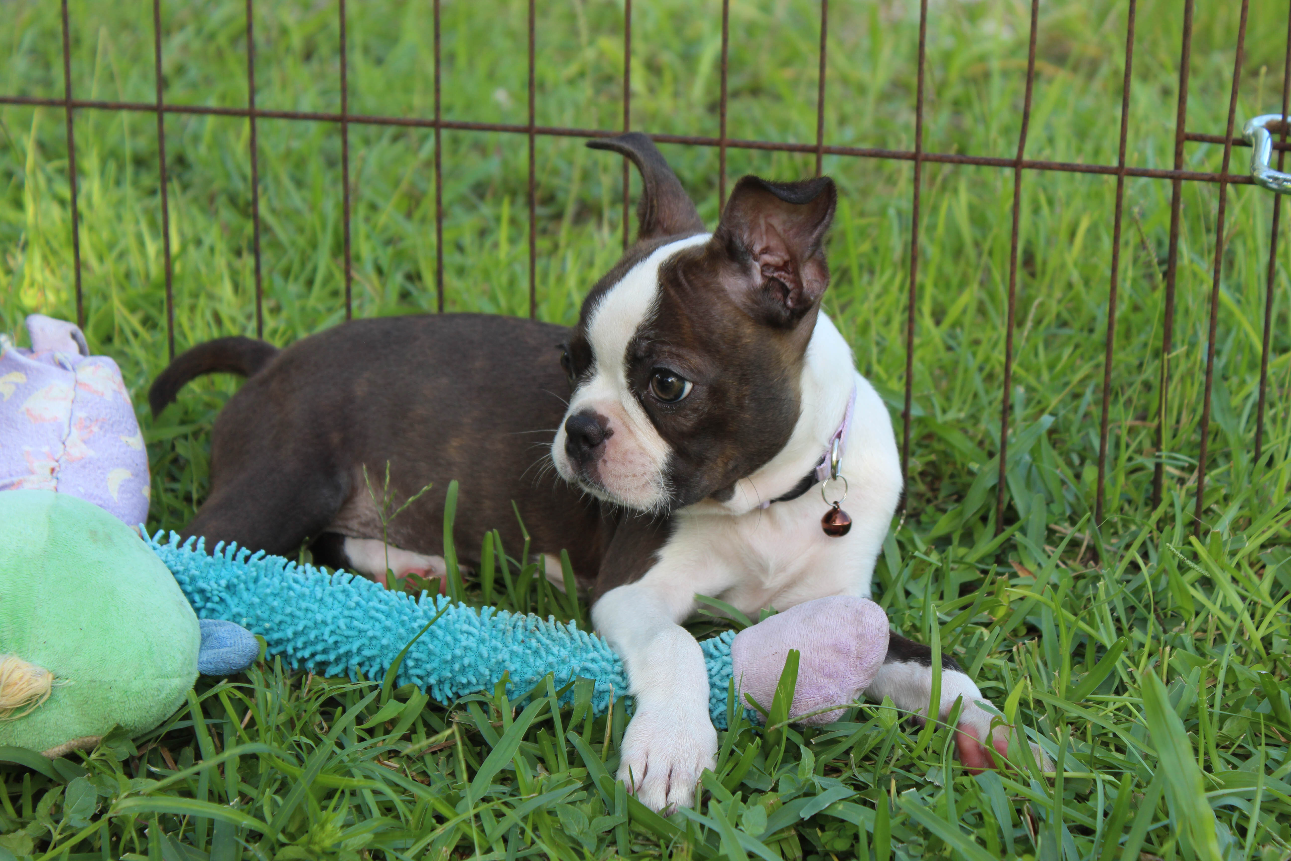 Lucy Boston Terrier Girl image 4