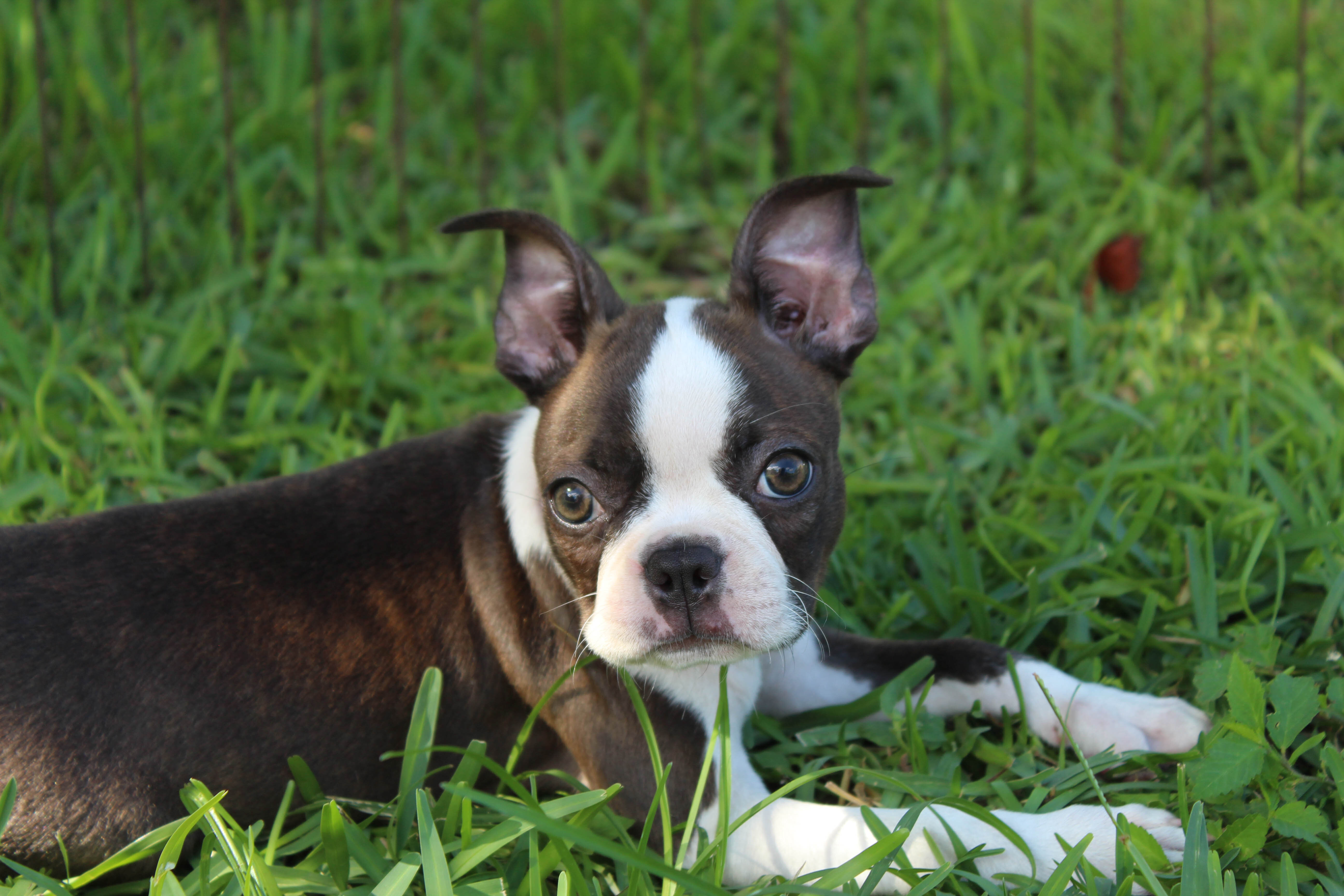 Lucy Boston Terrier Girl image 1