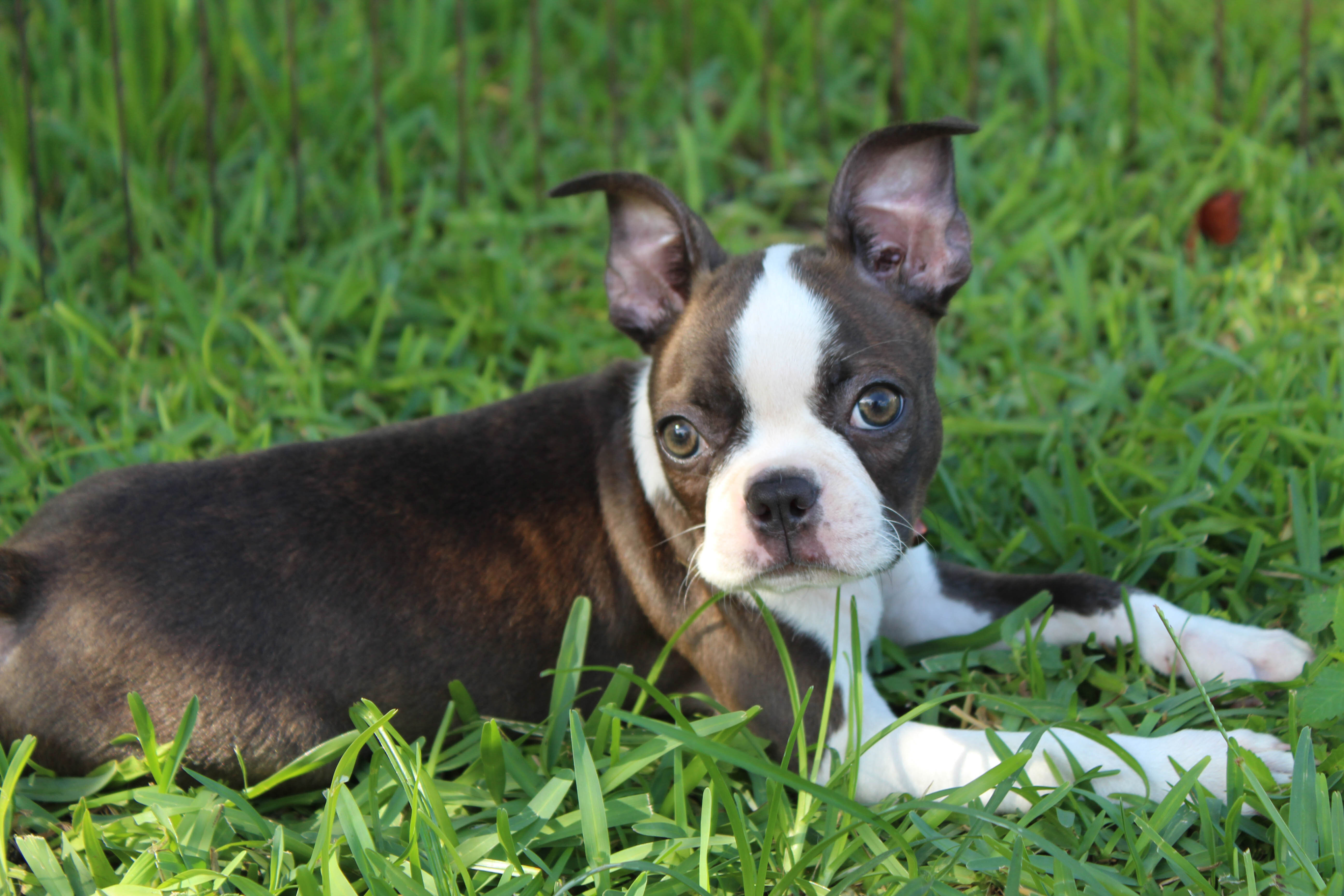 Lucy Boston Terrier Girl image 5