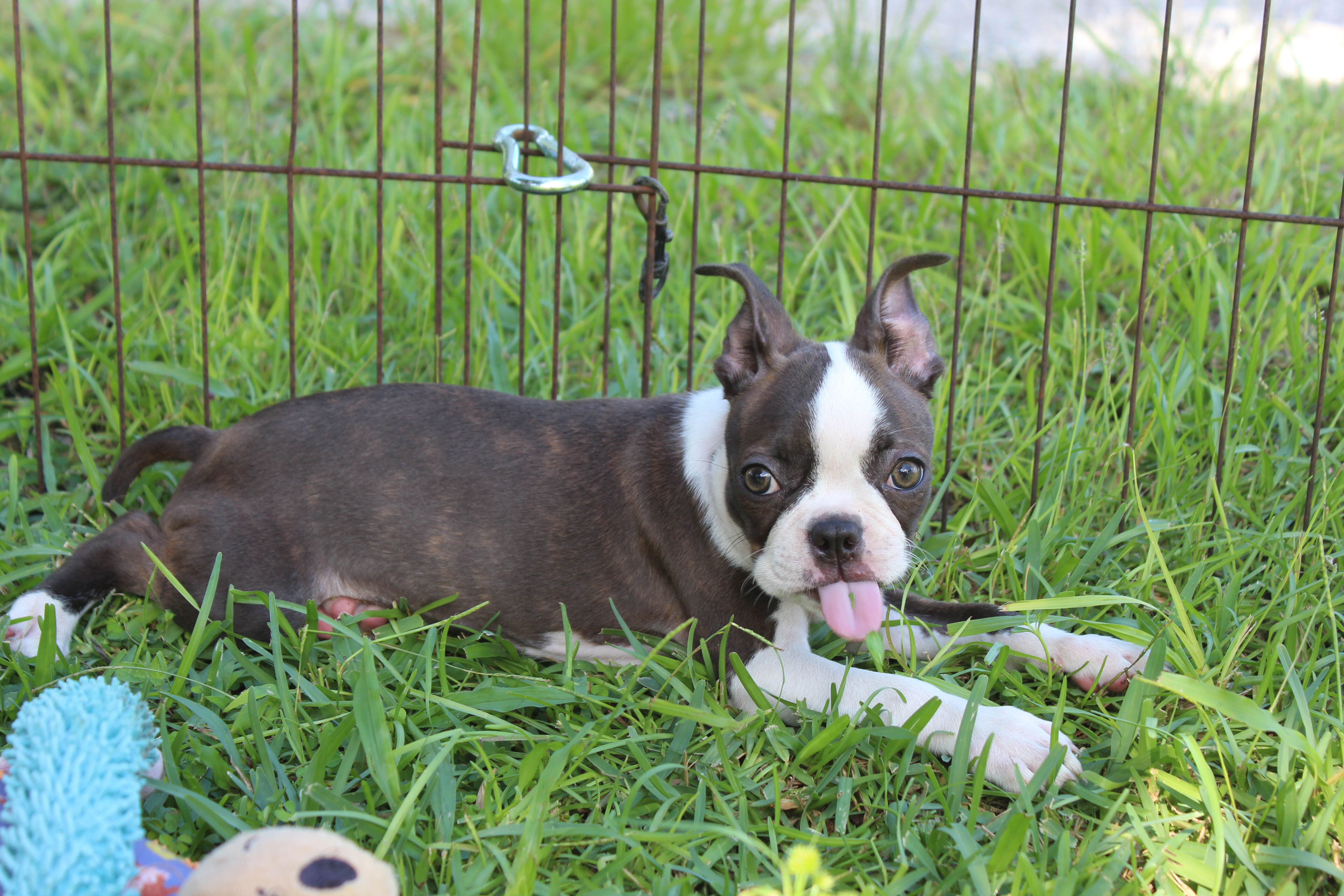 Lucy Boston Terrier Girl image 9