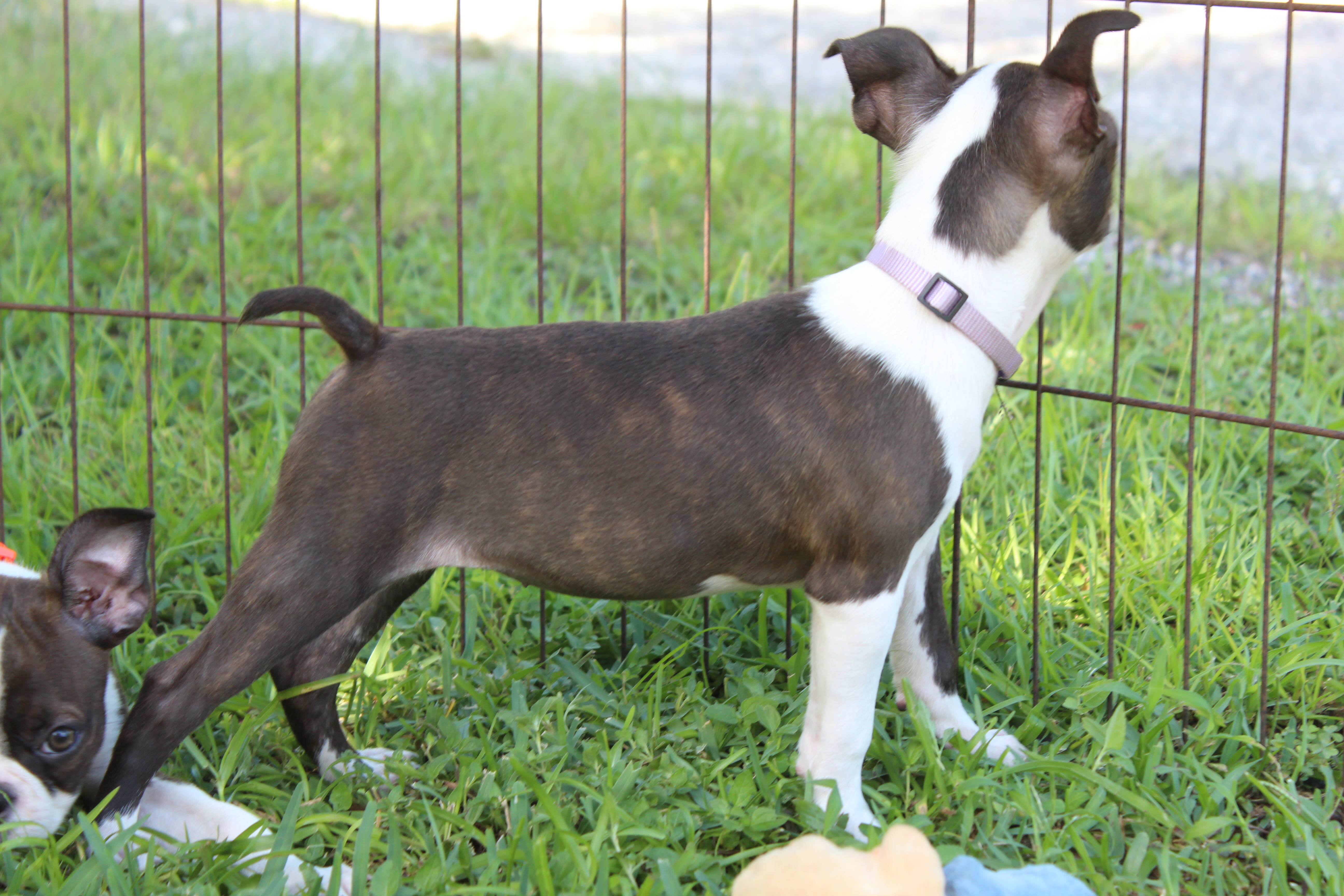 Lucy Boston Terrier Girl image 10