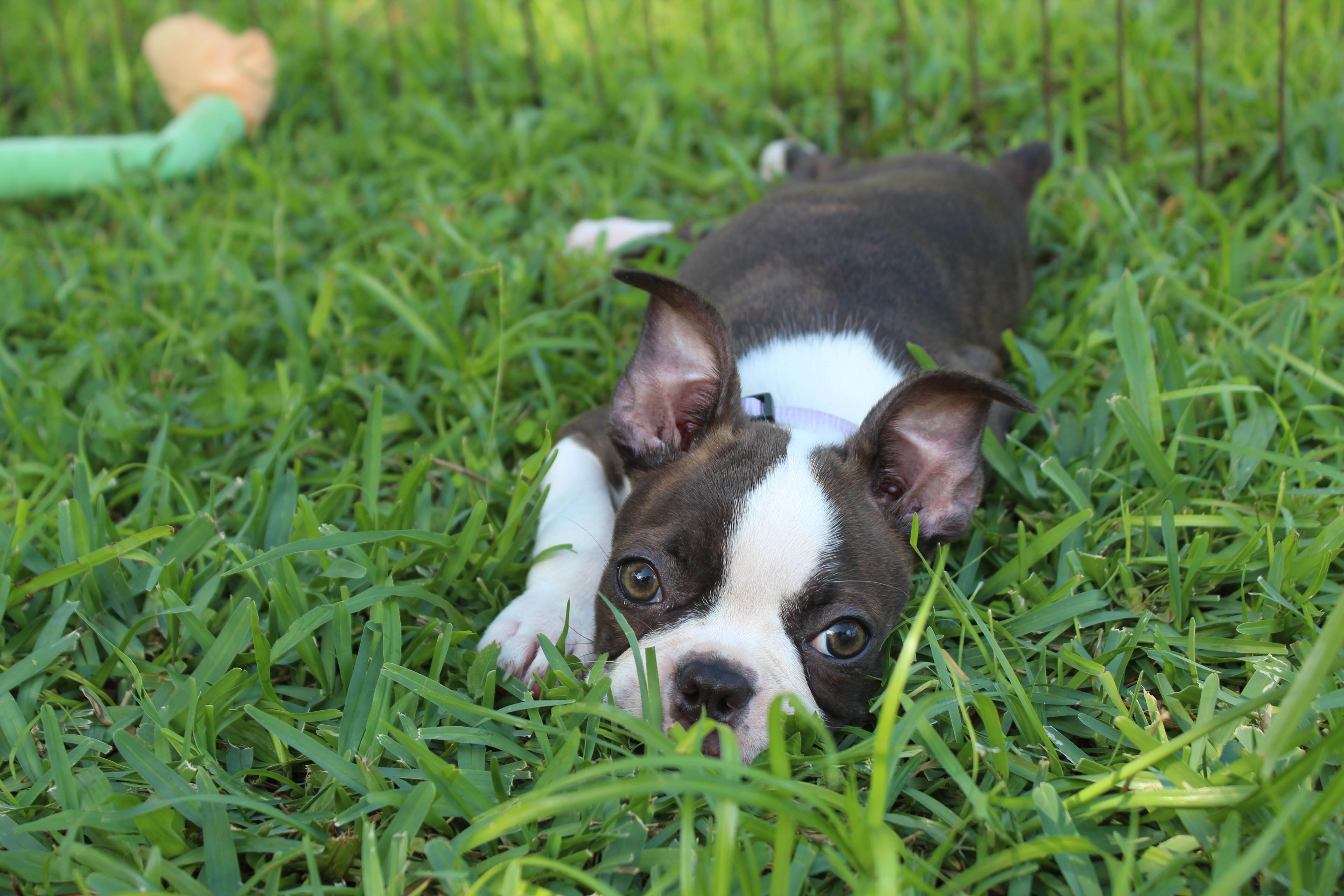 Lucy Boston Terrier Girl image 11