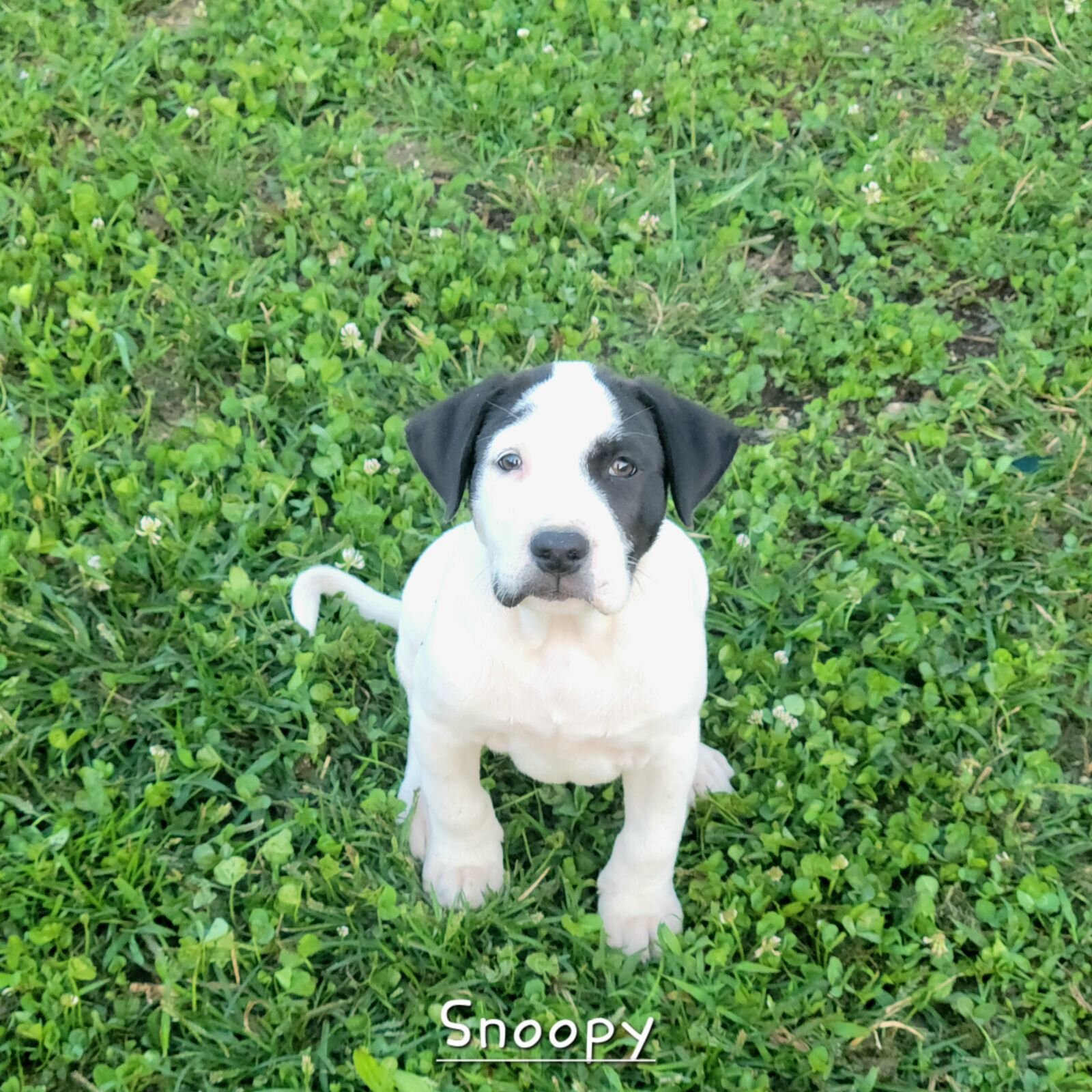 Classic White & Black Pitty/Great Dane Mix Male – image 1