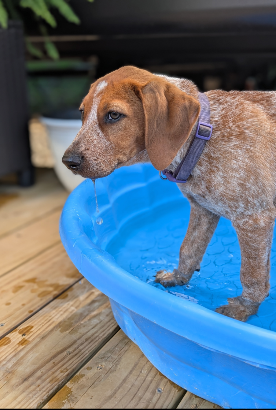 Miniature Female Red Tick Coonhound Mix image 2