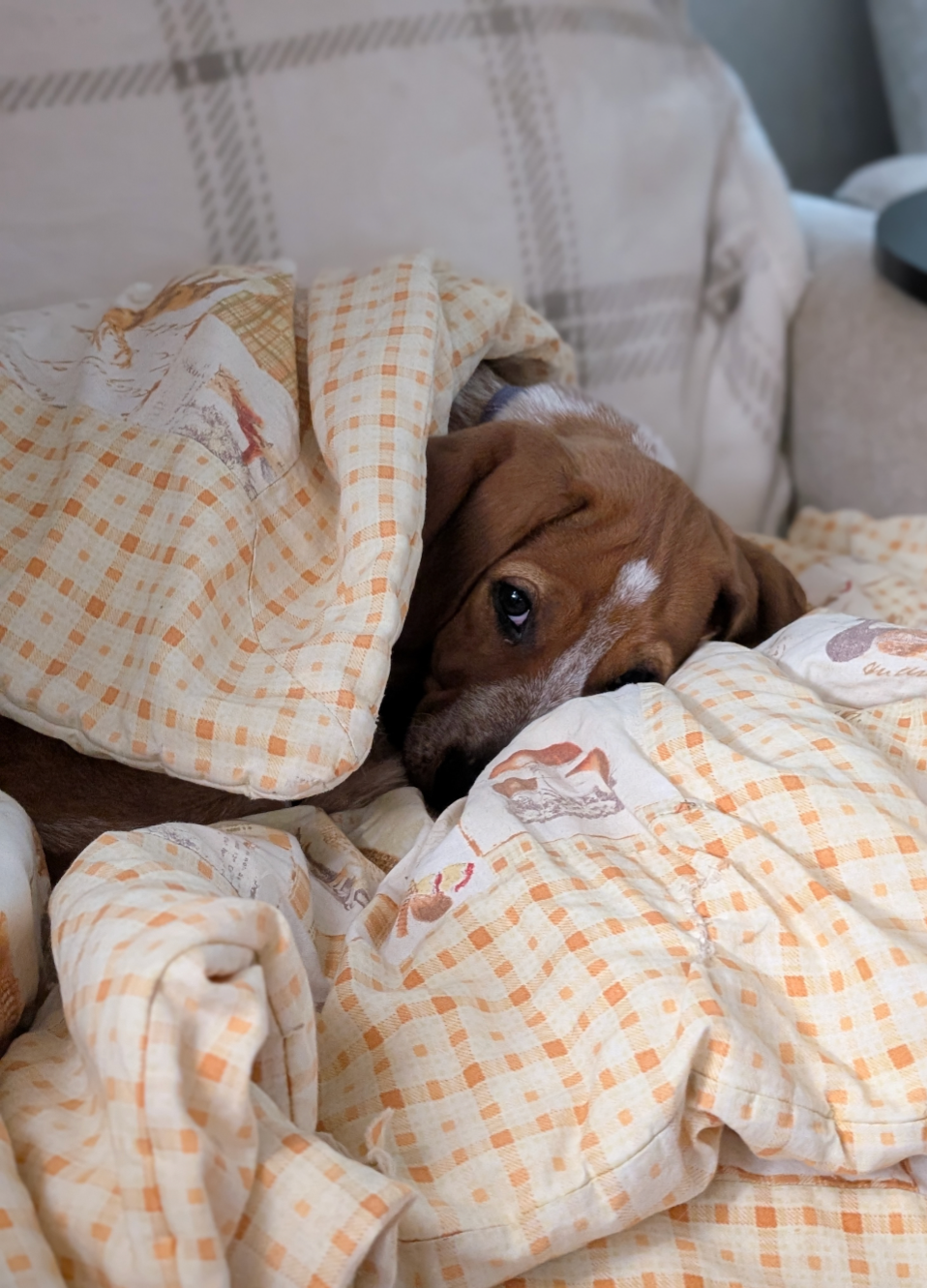 Miniature Female Red Tick Coonhound Mix image 3