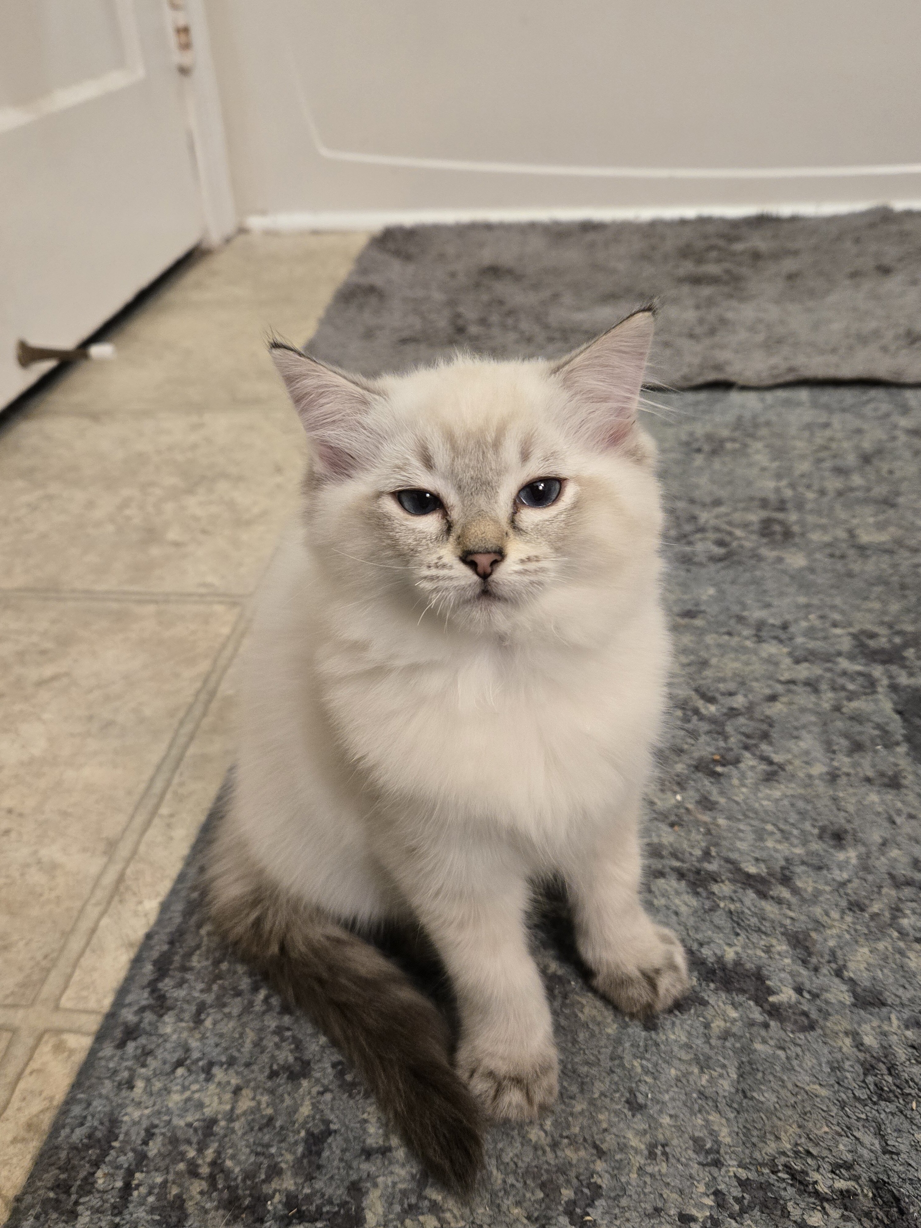 Purebred Ragdoll Kittens image 1