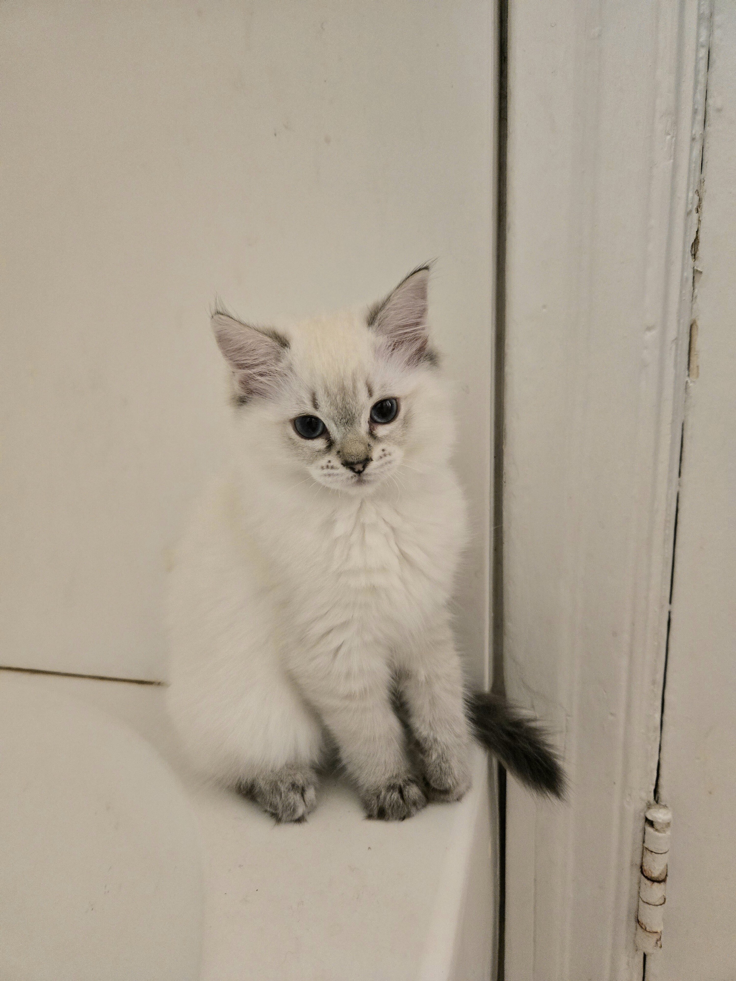 Purebred Ragdoll Kittens image 2