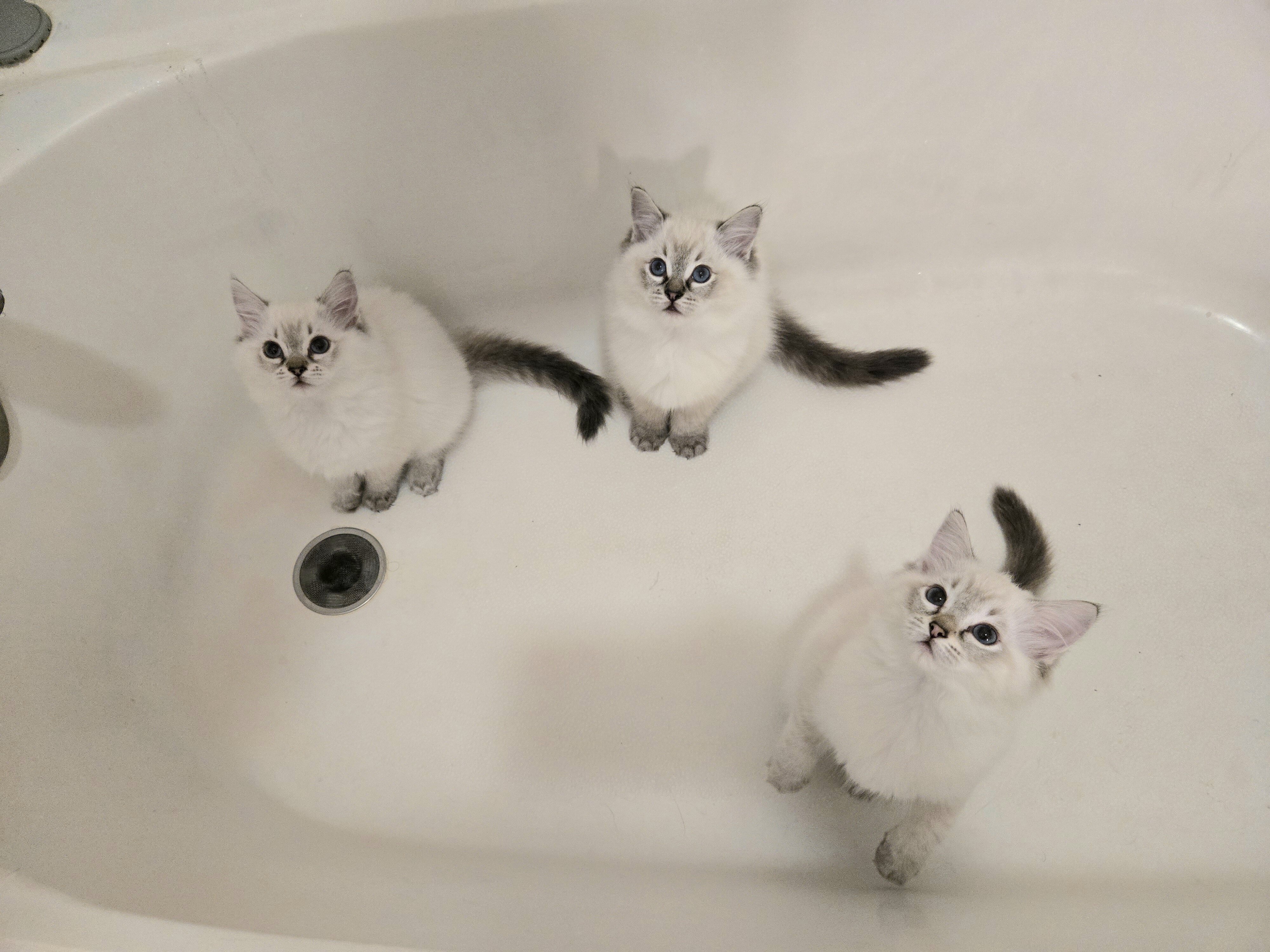 Purebred Ragdoll Kittens image 3