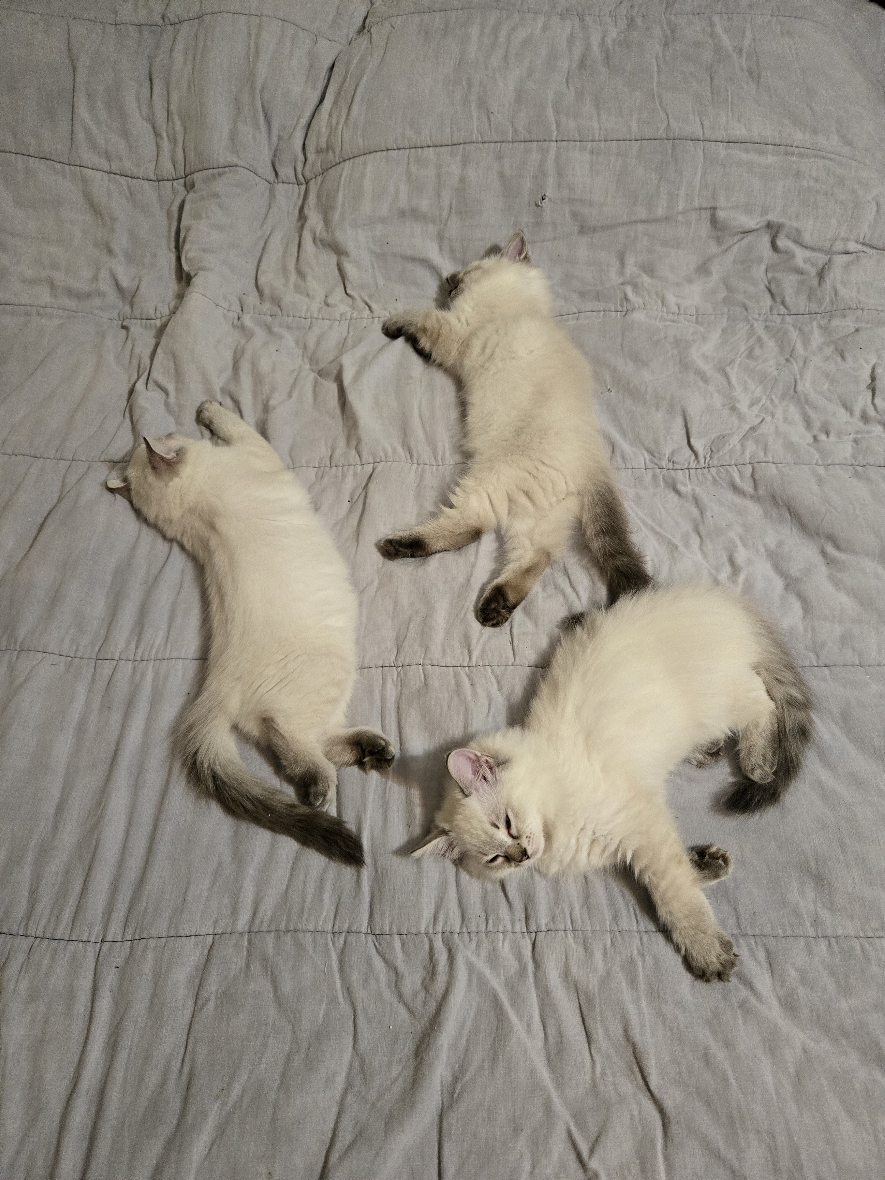 Purebred Ragdoll Kittens image 4