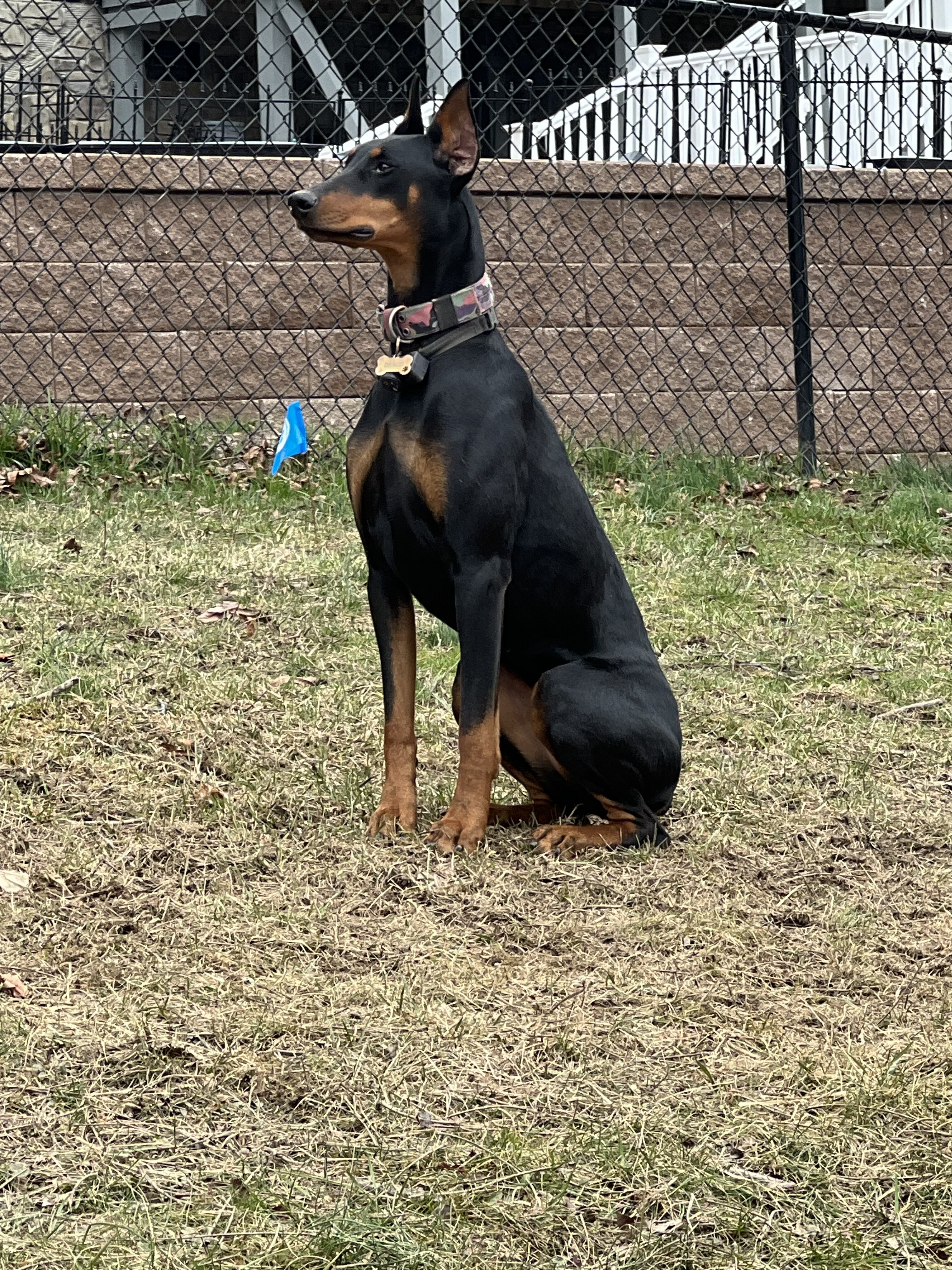Akc Dobermans image 2