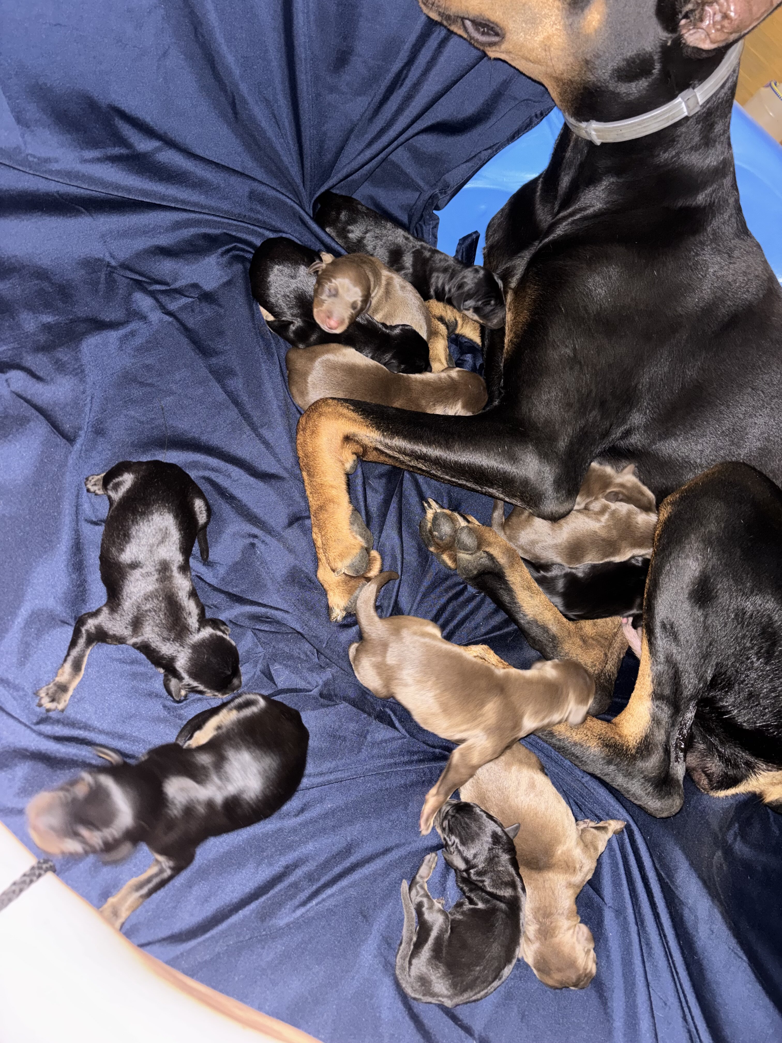 Akc Dobermans image 3