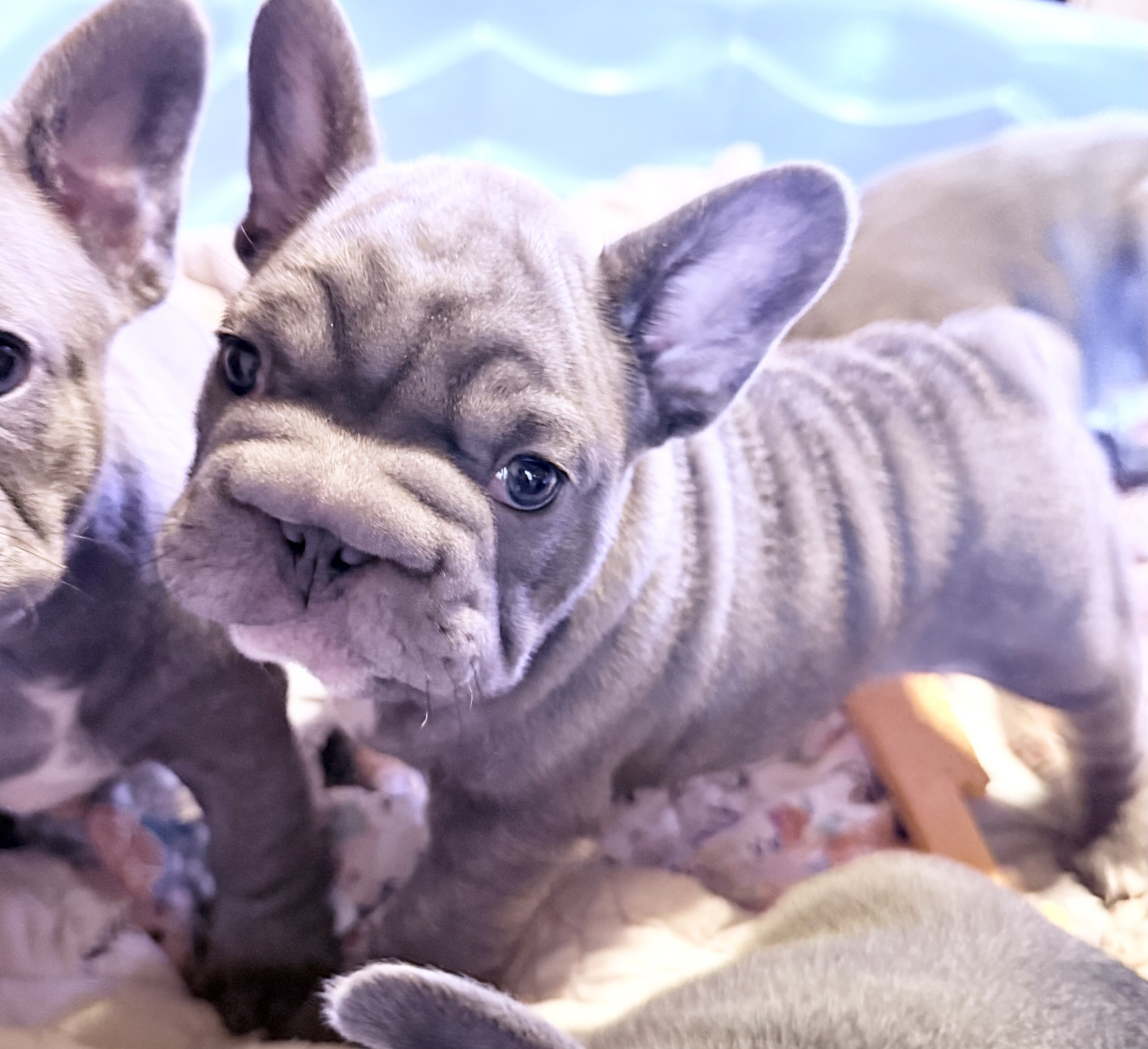 French Bulldog Big Rope image 3