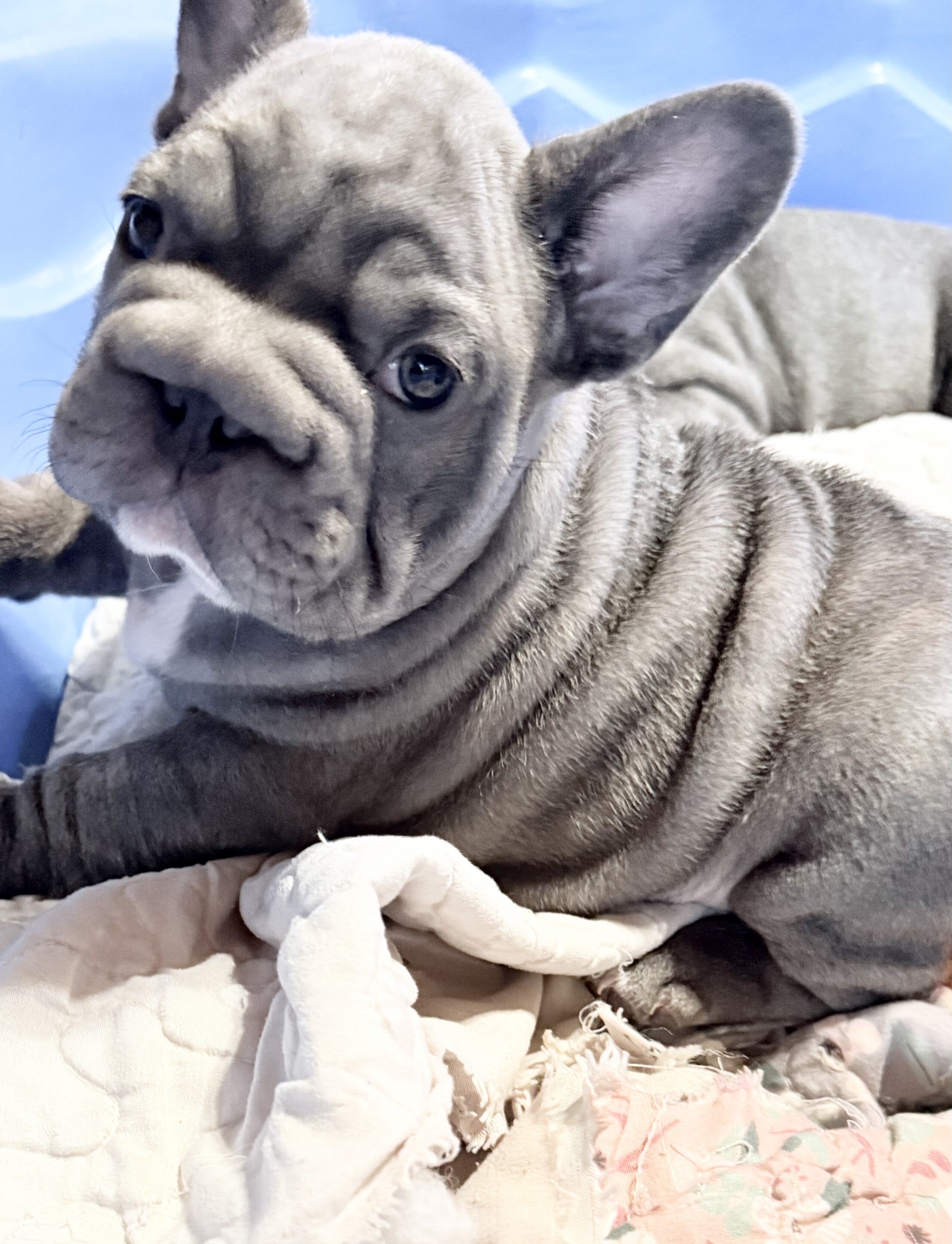 French Bulldog Big Rope image 2