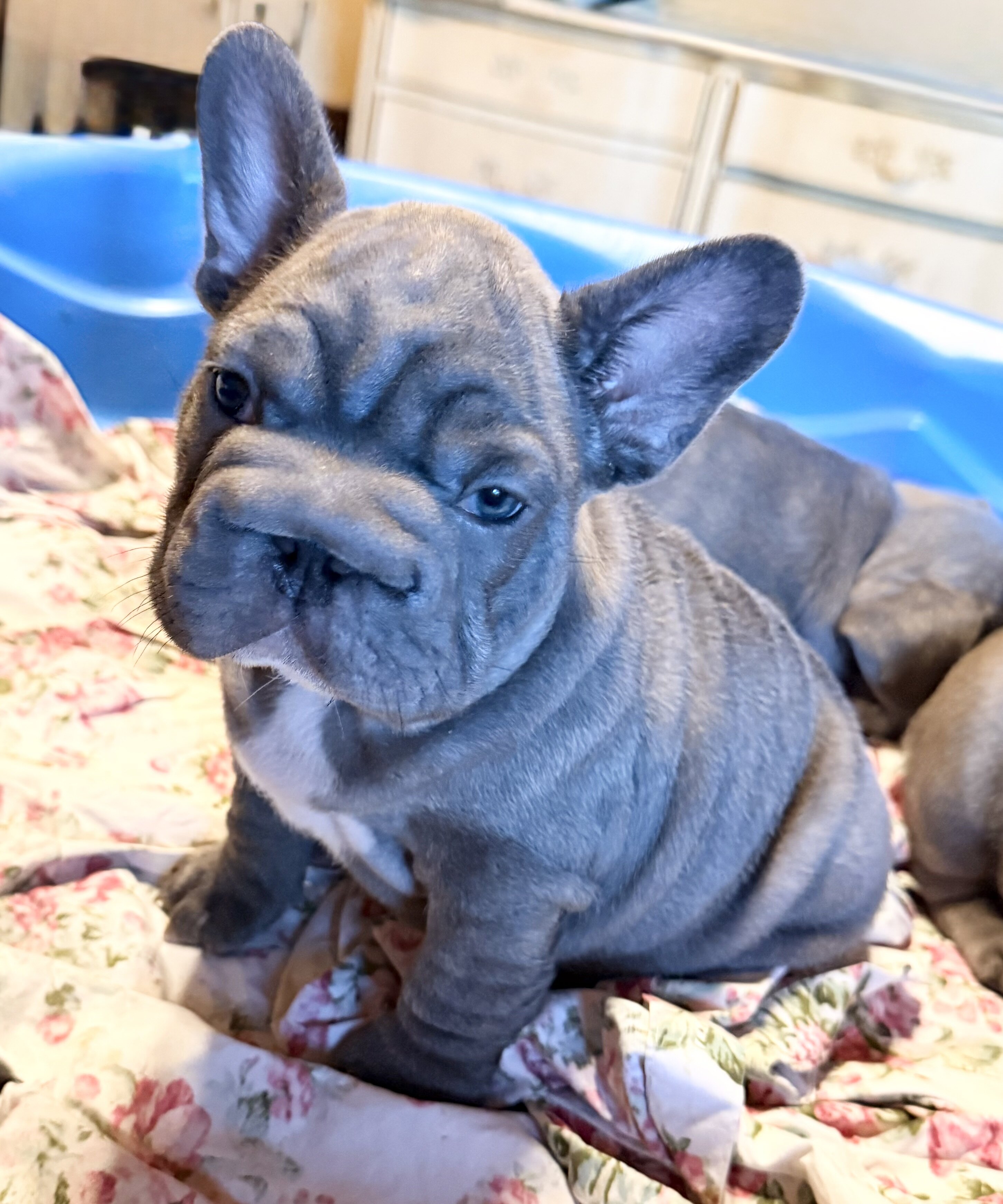 French Bulldog Big Rope image 4