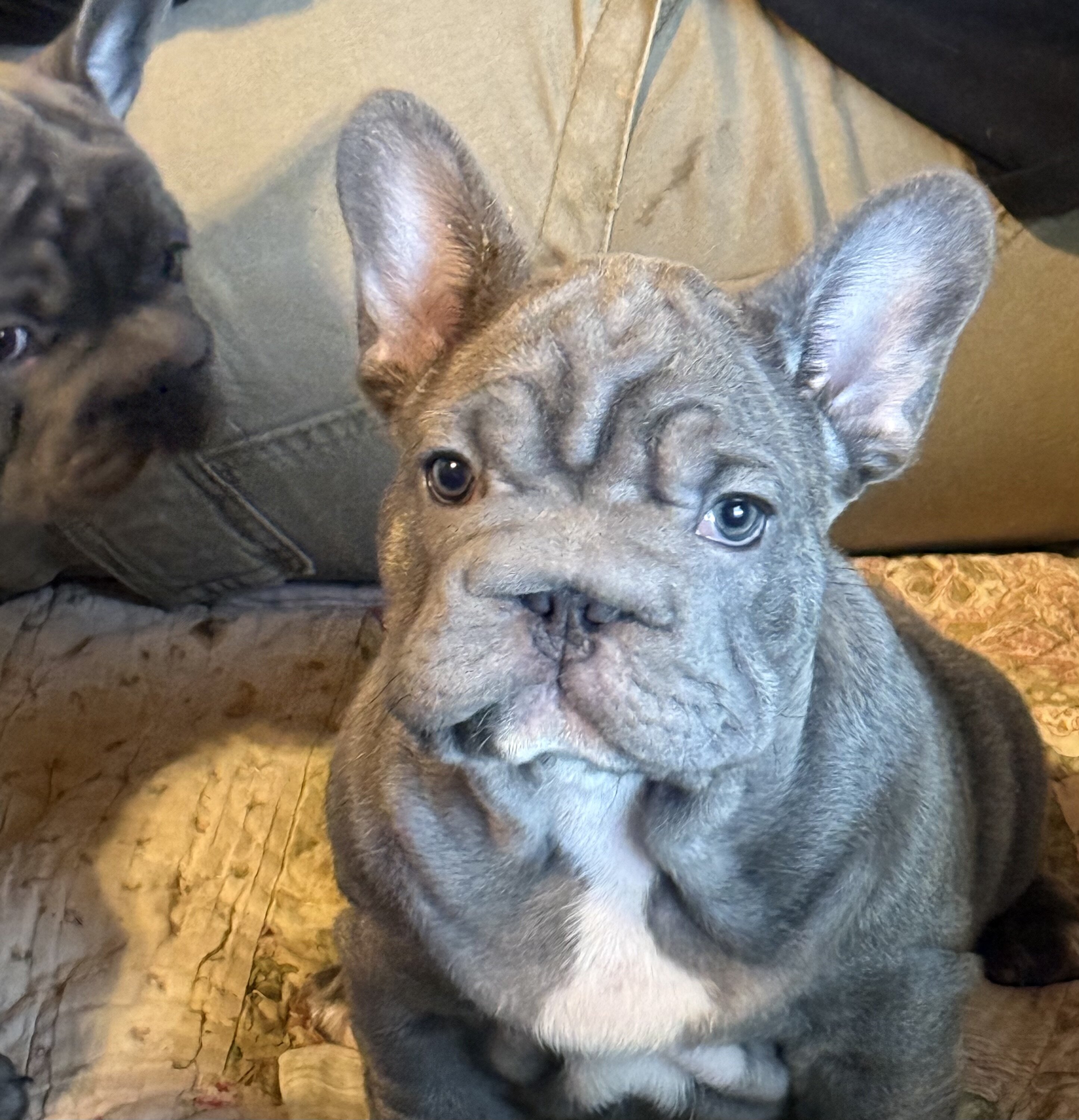 French Bulldog Big Rope image 1
