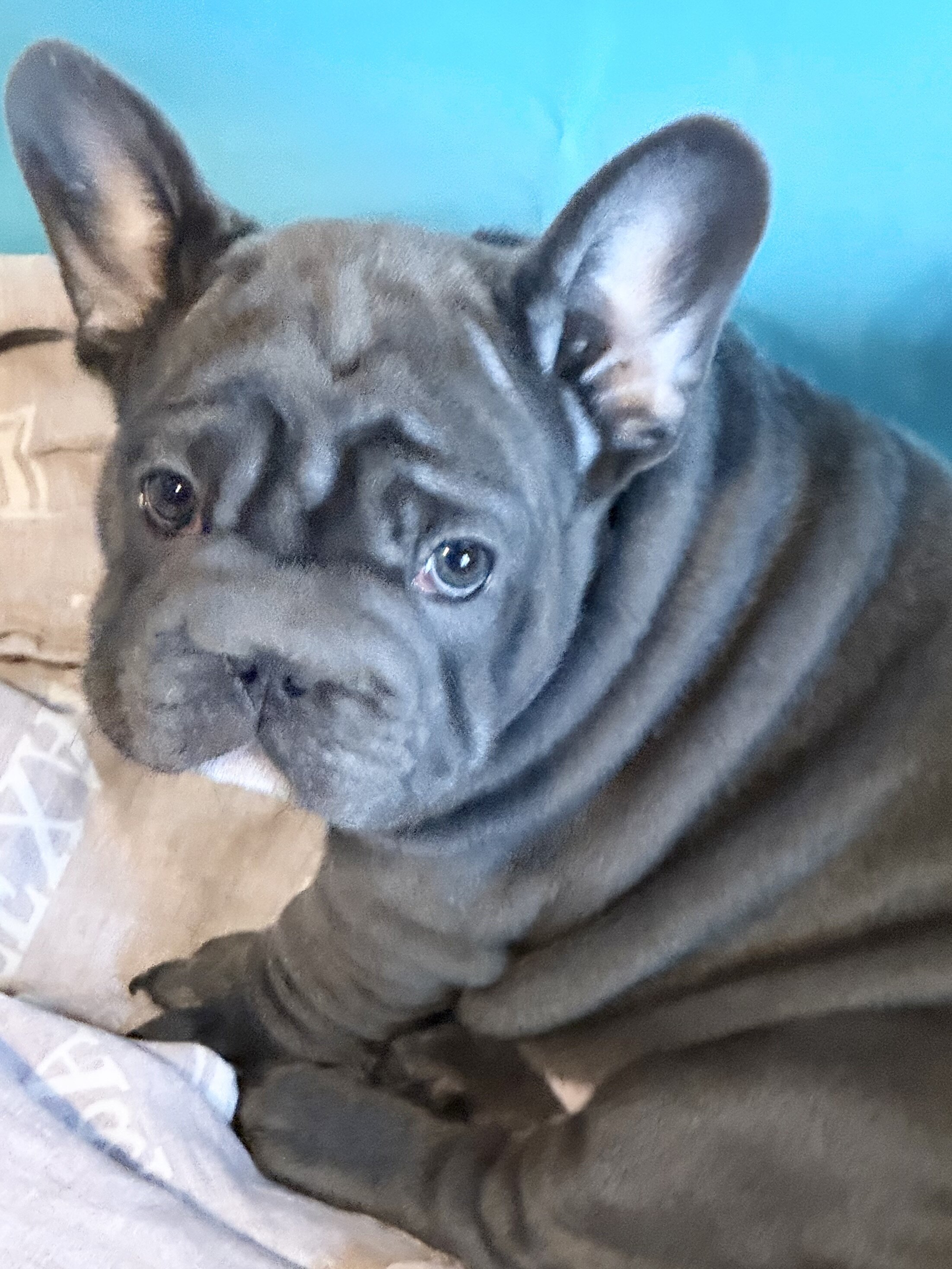 French Bulldog BigRope image 2