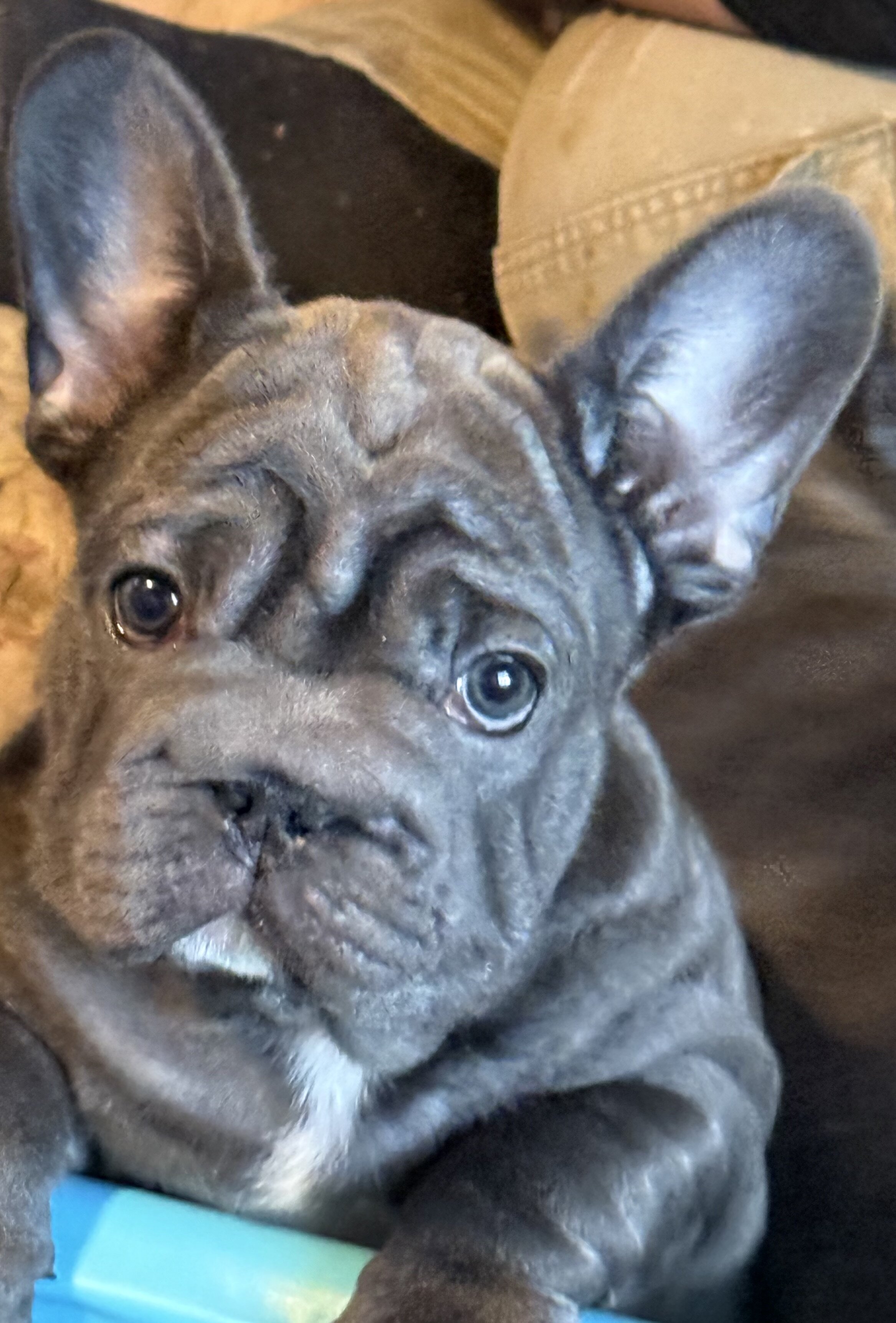 French Bulldog BigRope image 1