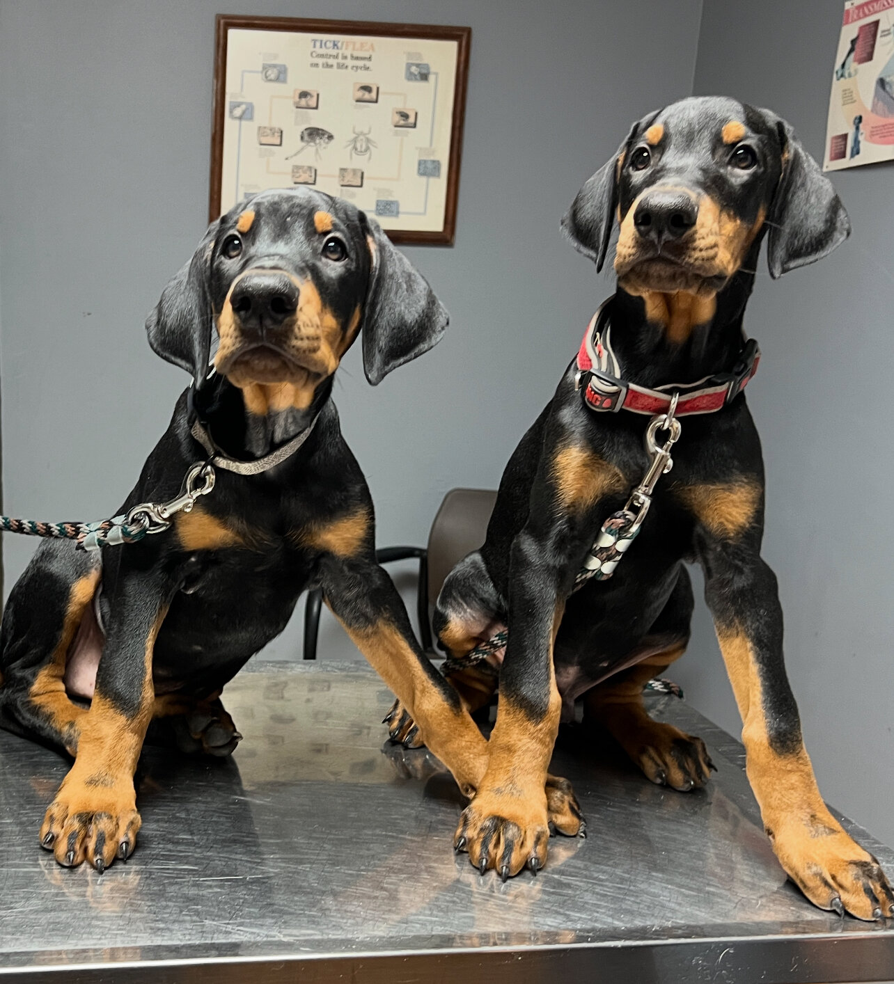 Doberman puppies image 1