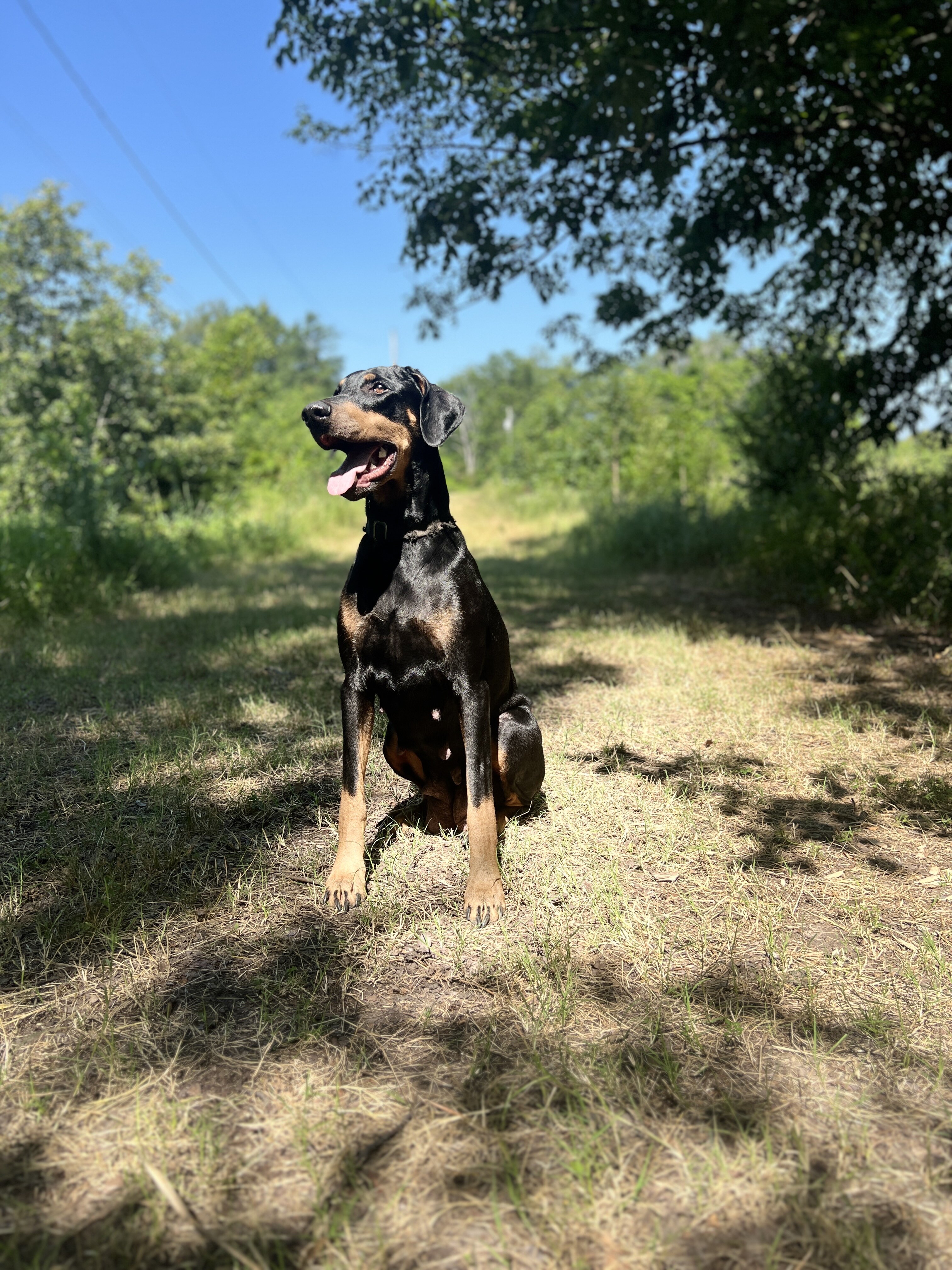 Doberman puppies image 2