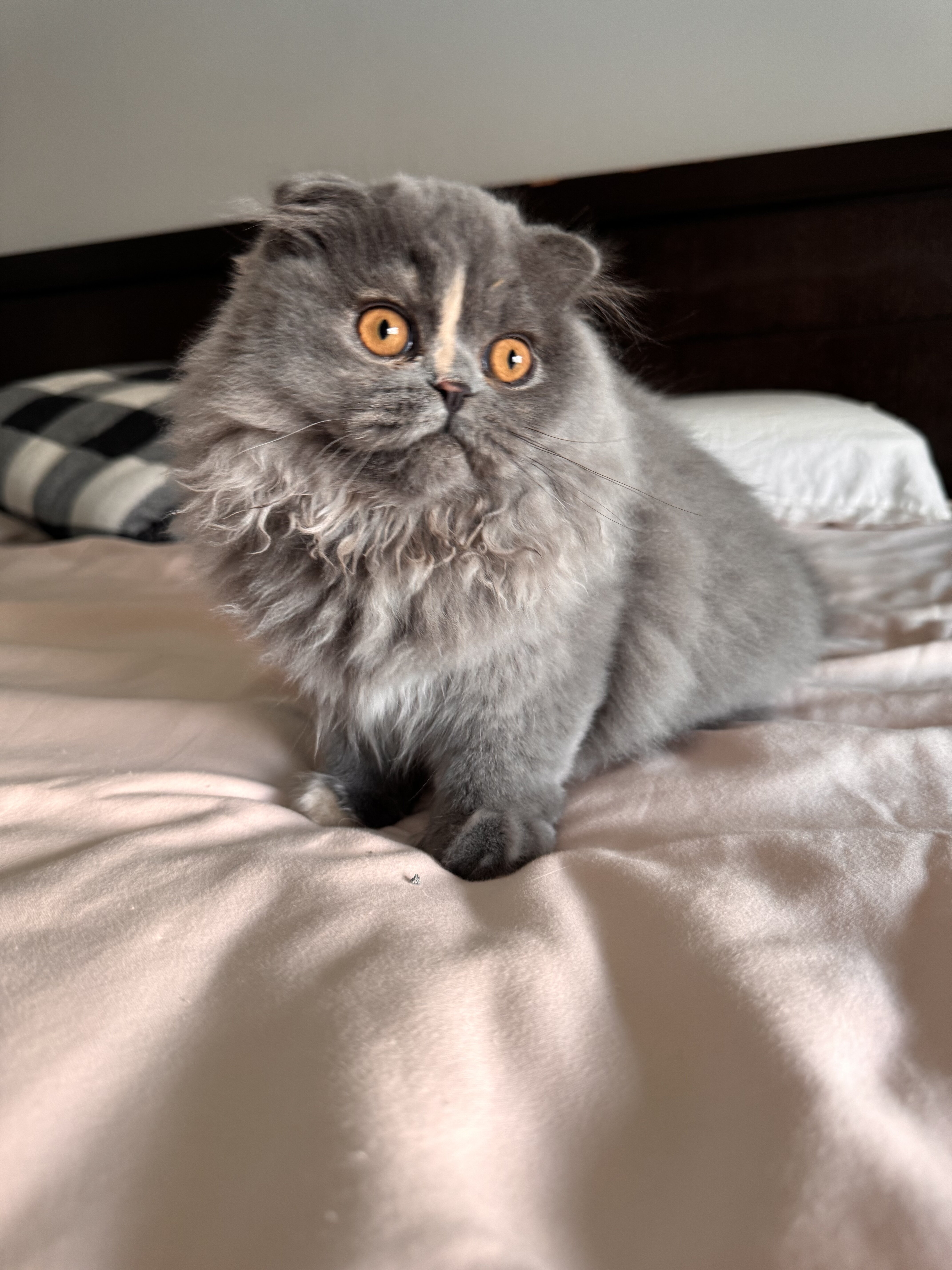Scottish Fold Long Hair image 5