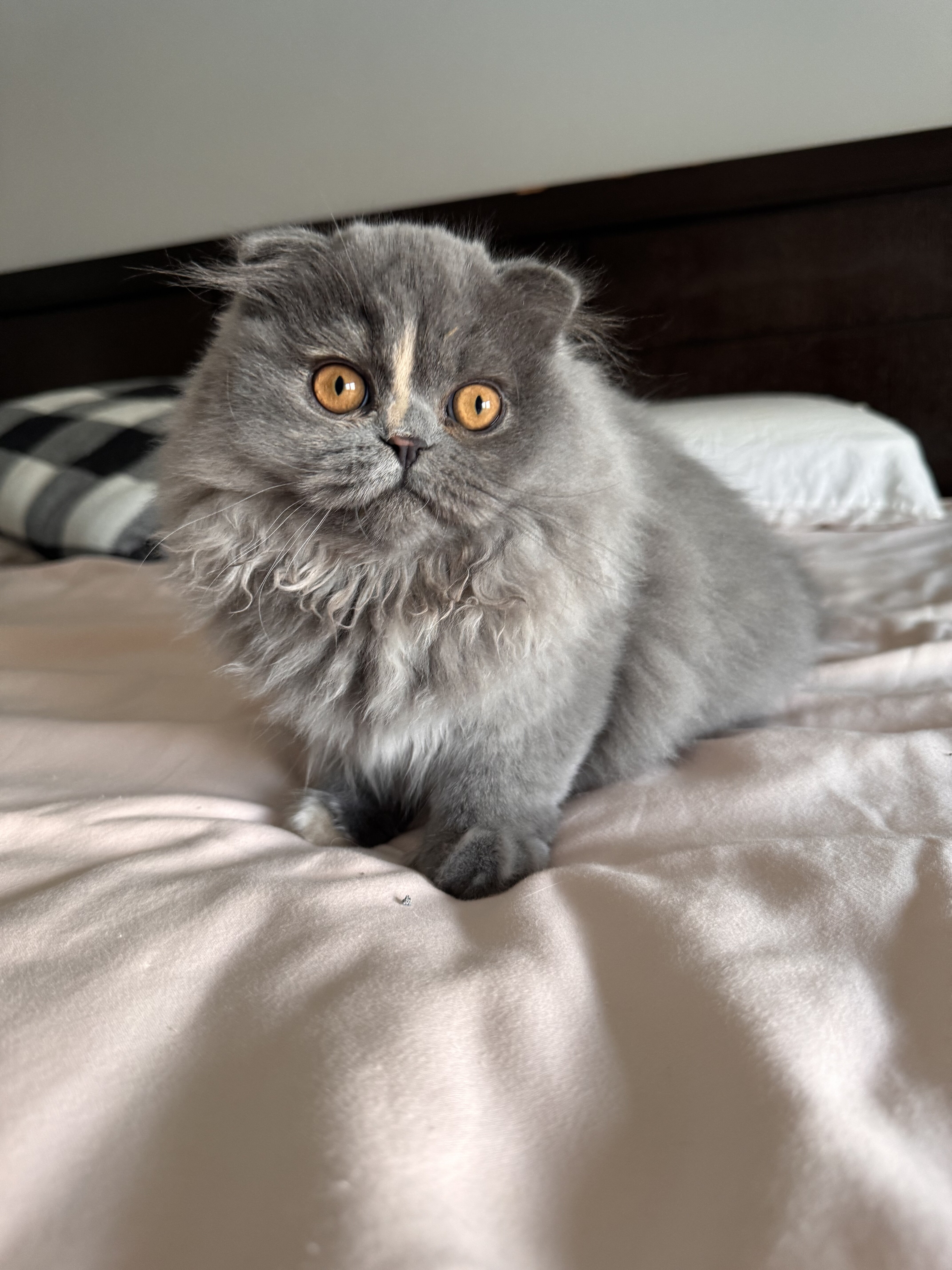 Scottish Fold Long Hair image 6