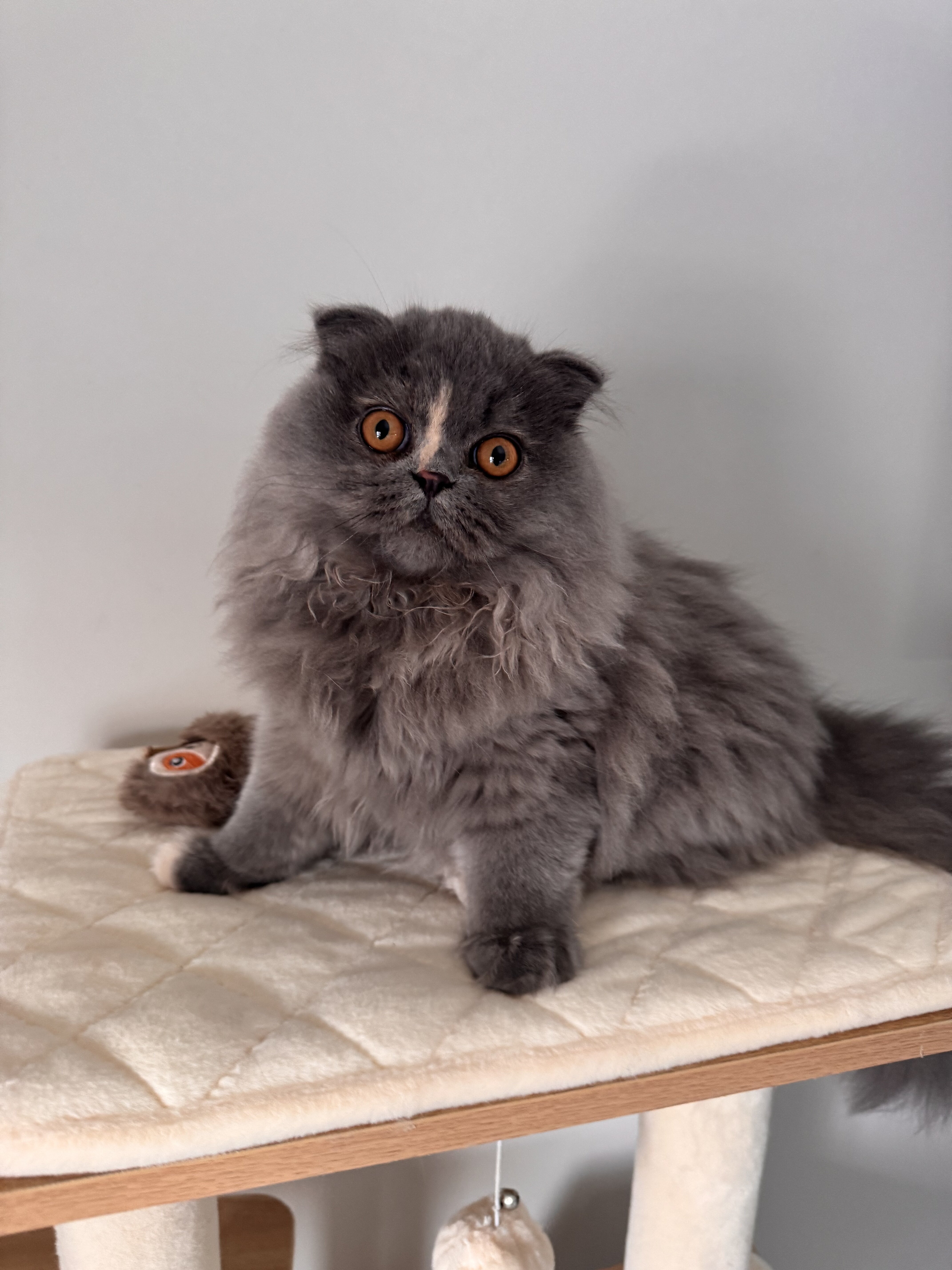 Scottish Fold Long Hair image 4
