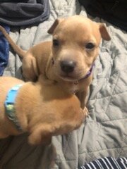 Pitbull Puppies image 10