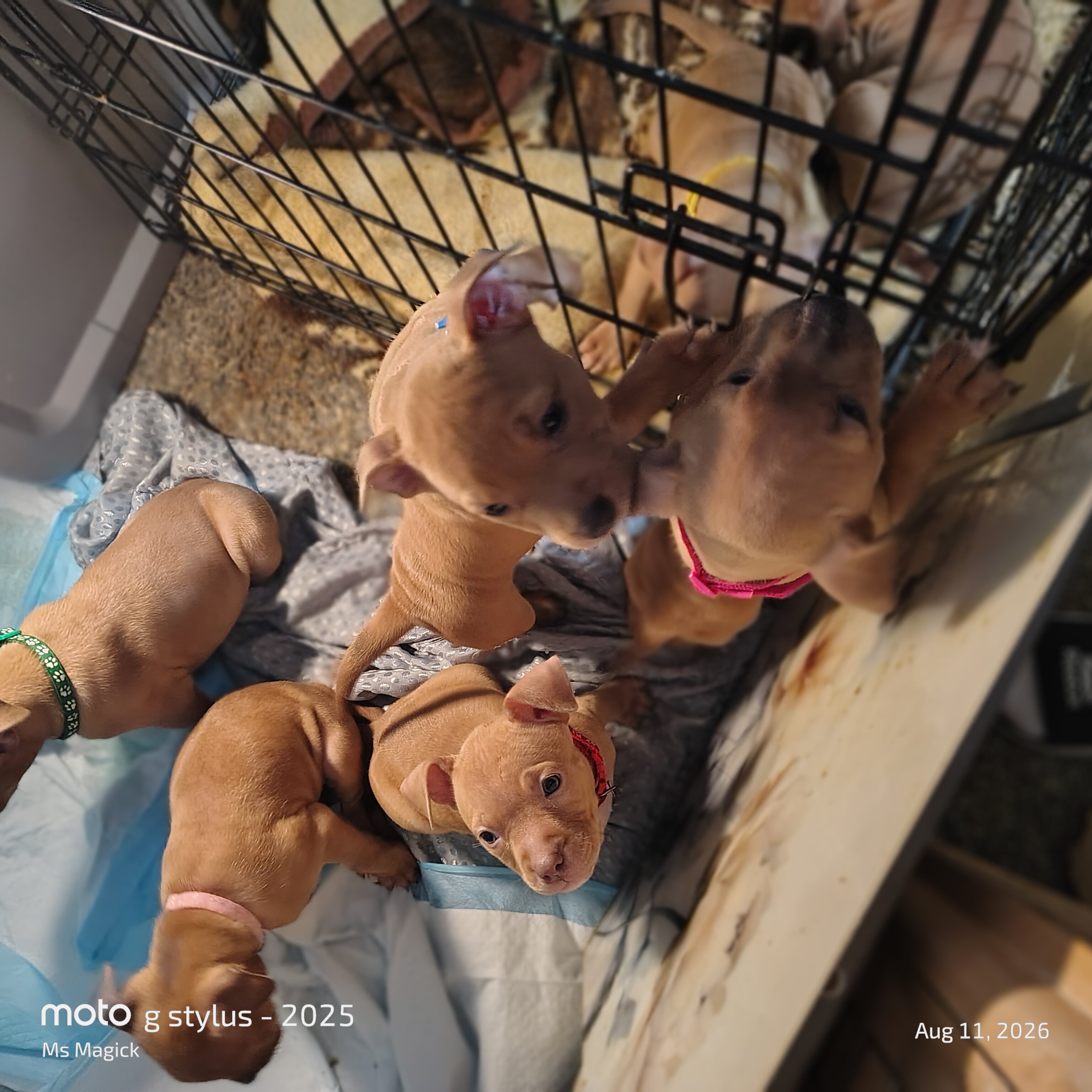 Pitbull Puppies image 8