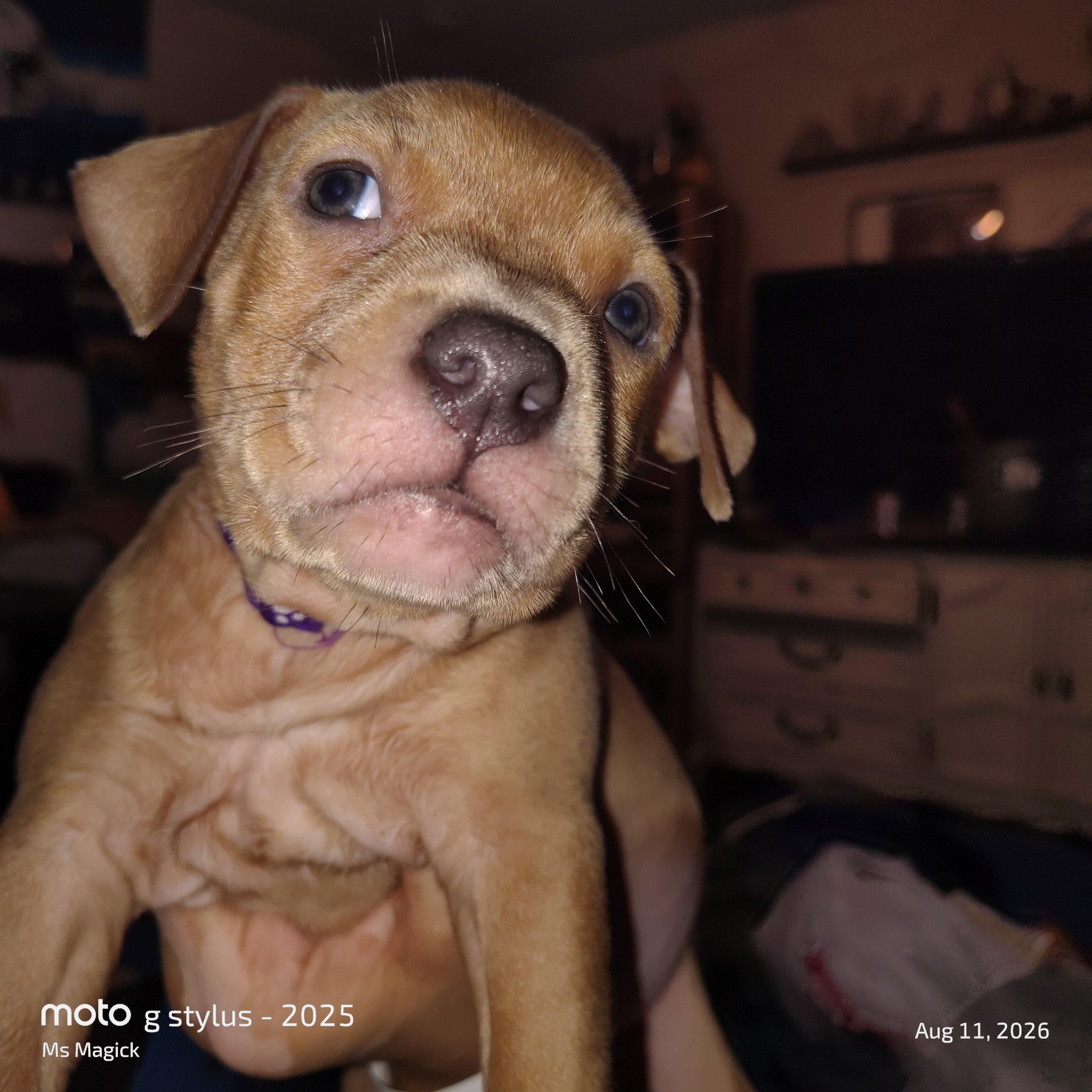 Pitbull Puppies image 4
