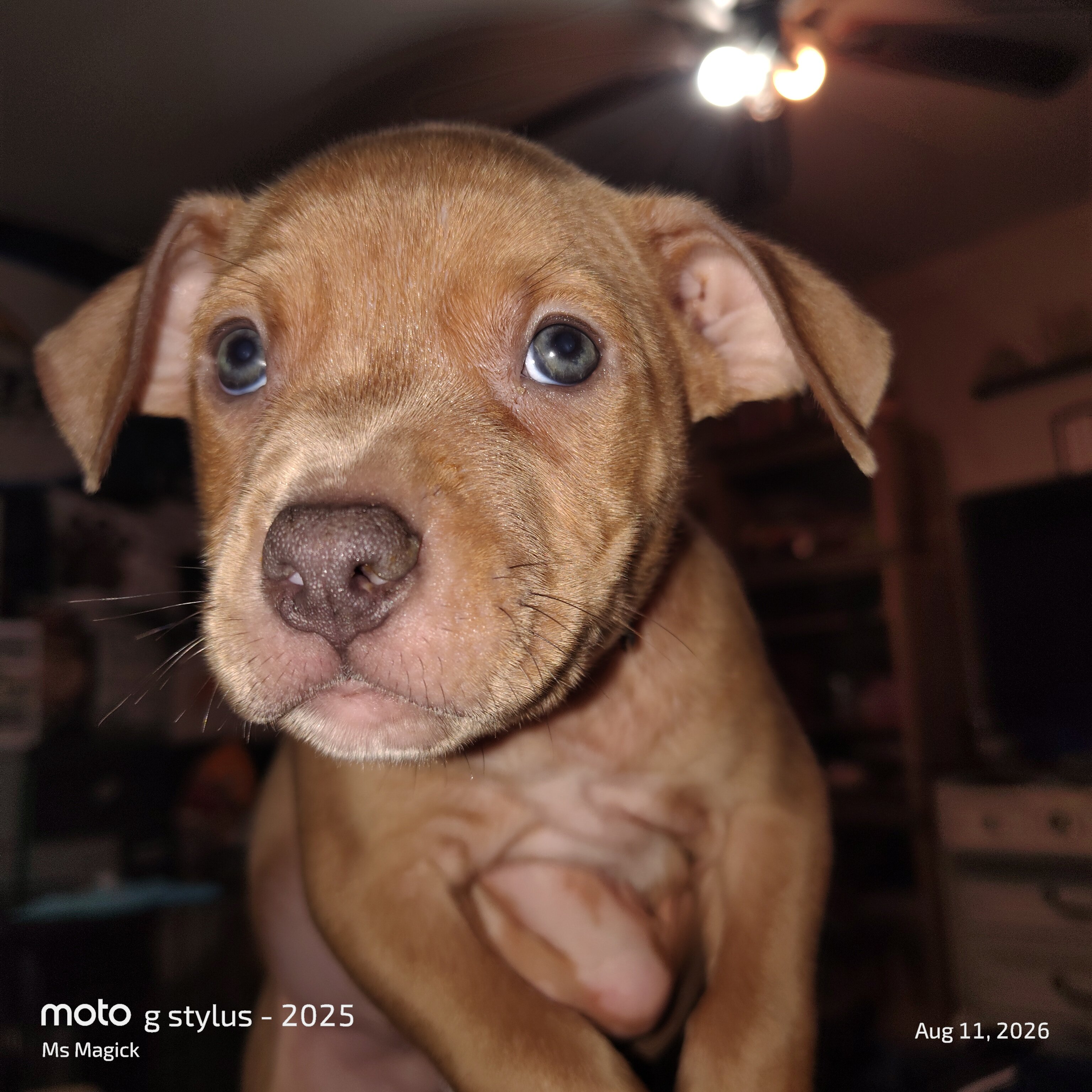 Pitbull Puppies image 7