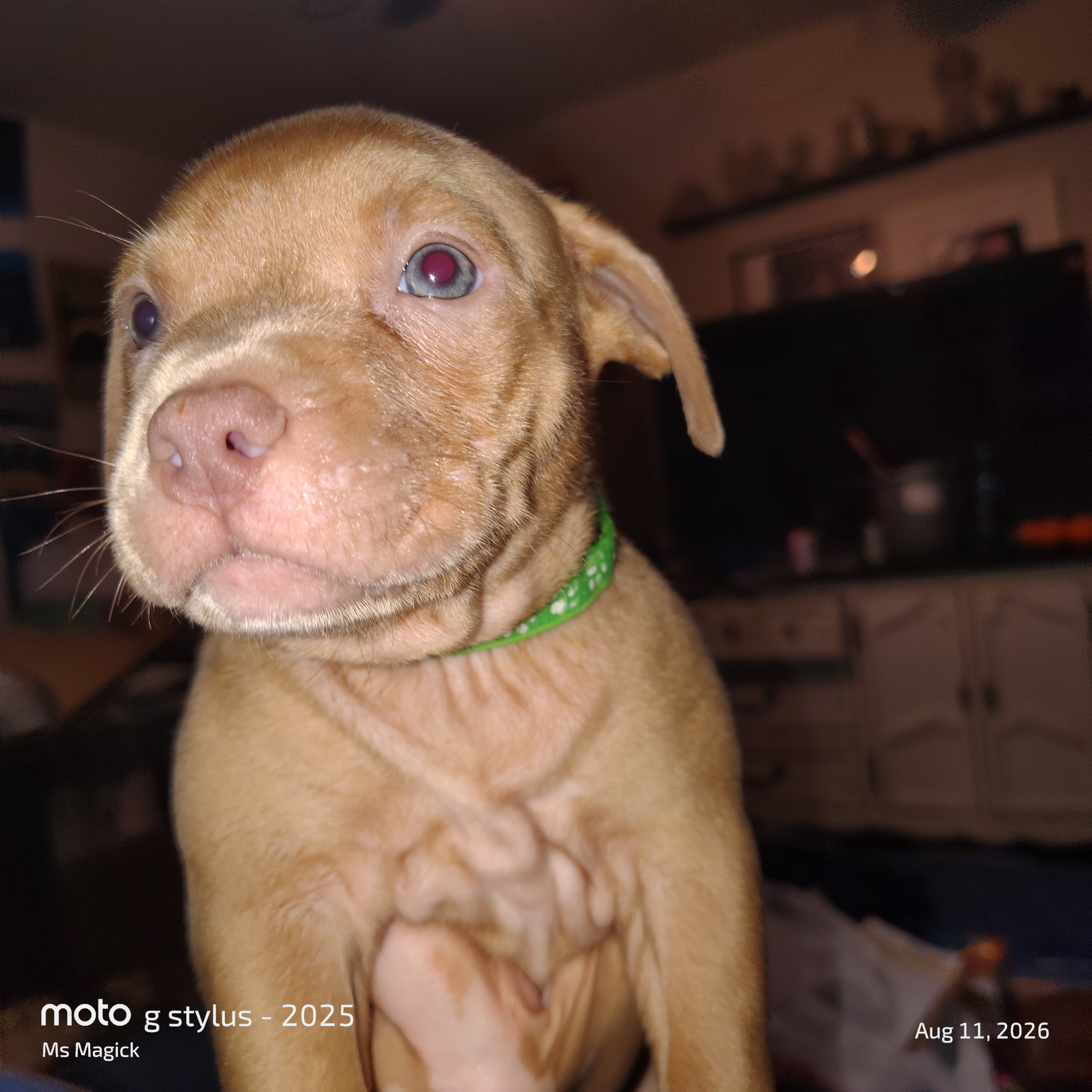 Pitbull Puppies image 5