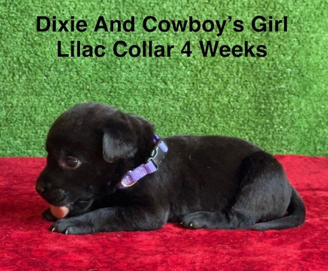 AKC Black Labrador Puppies image 2