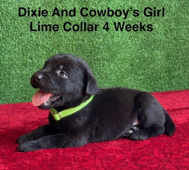 AKC Black Labrador Puppies image 1