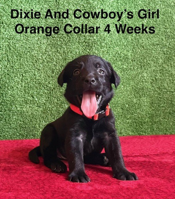 AKC Black Labrador Puppies image 3